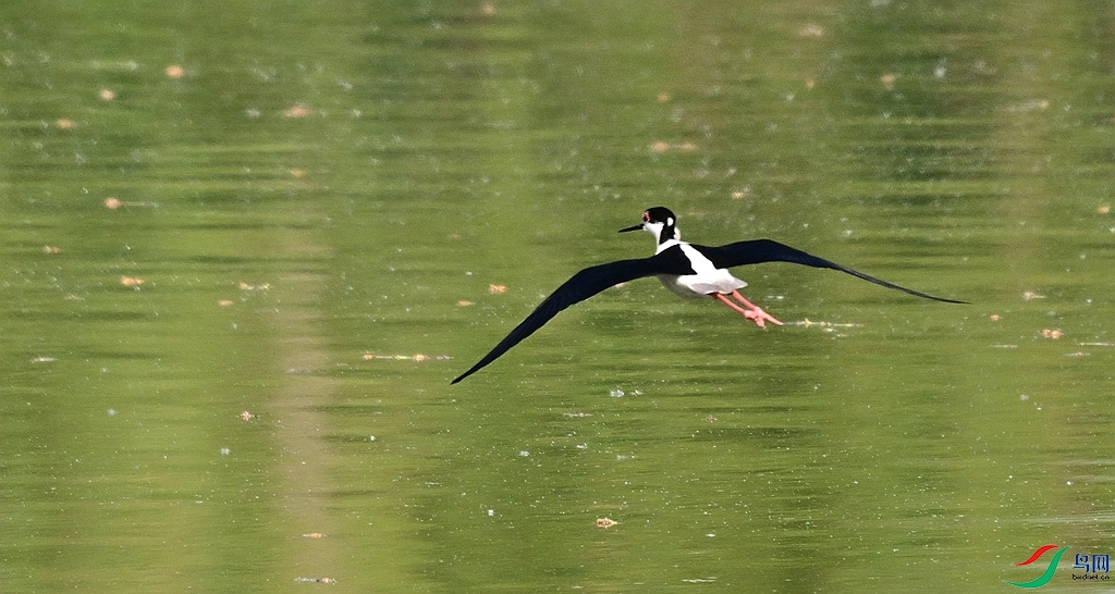 DSC_7367.JPG