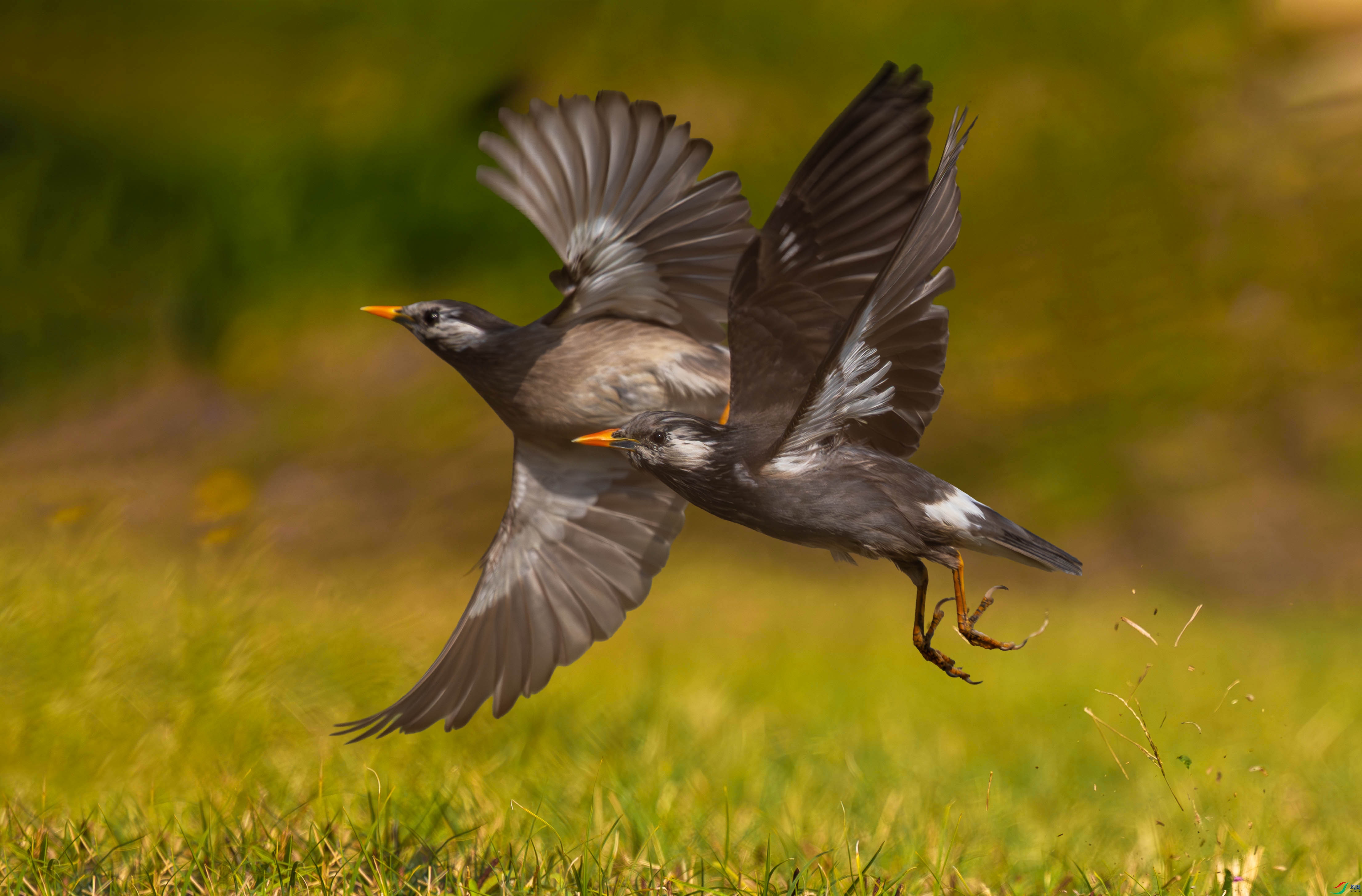 5N2A9244-1 ����.jpg