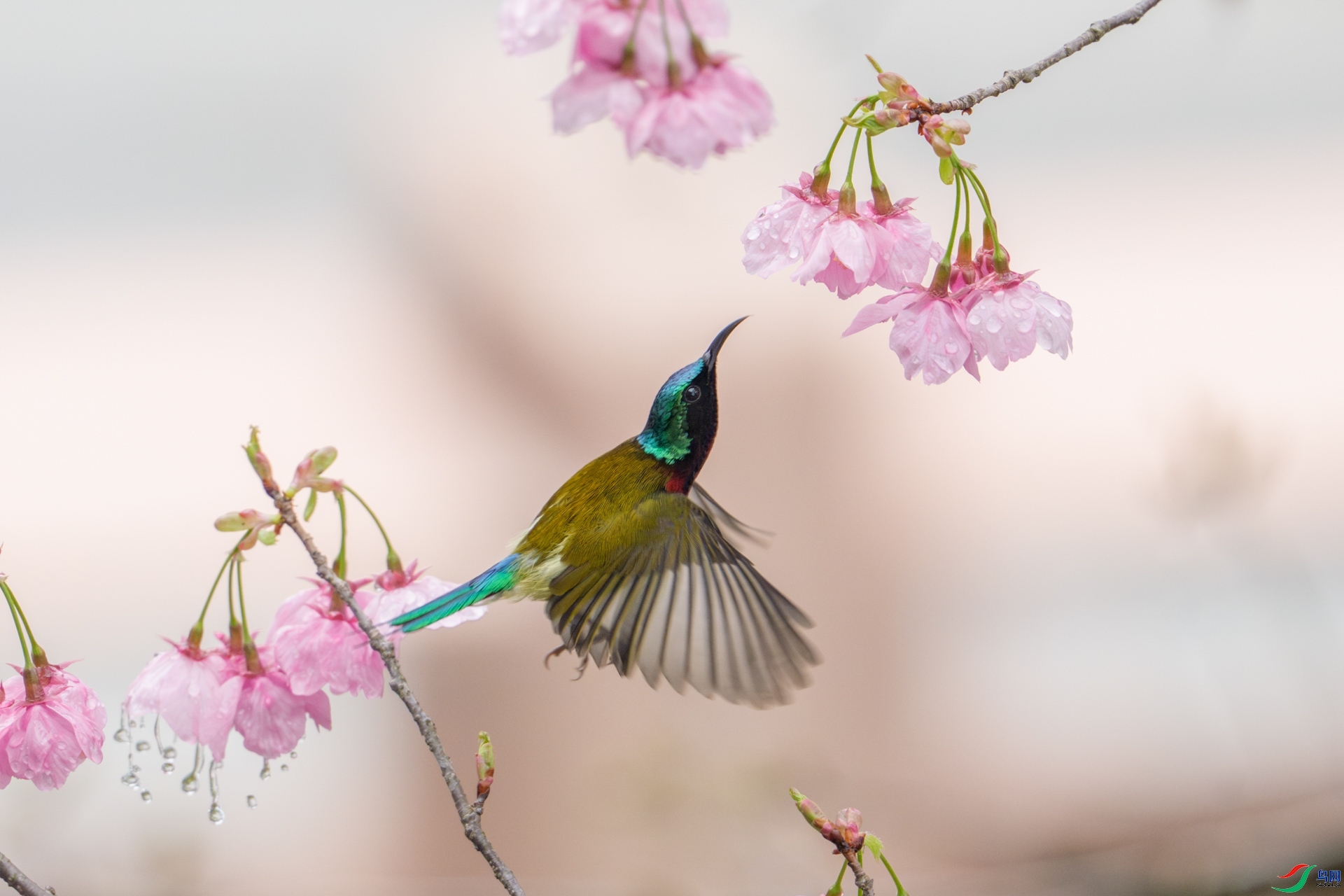 4.12Hu.Ming��ʦ��Ʒ   �����뻭����ף���ٻ��Ա���� ..jpg