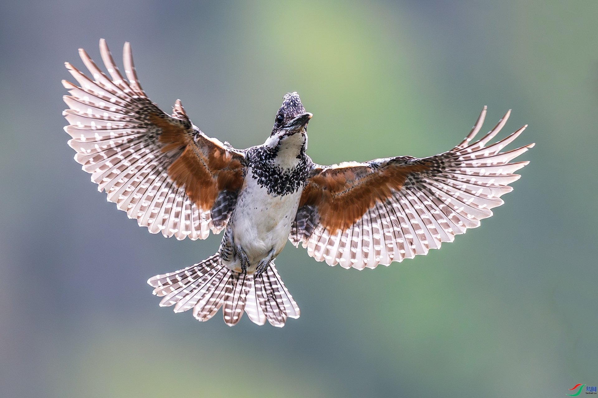 4.12��ɽ֮ʯ��ʦ��Ʒ   ���㹷 ��ף���ٻ���Ӱʦ������  .jpg