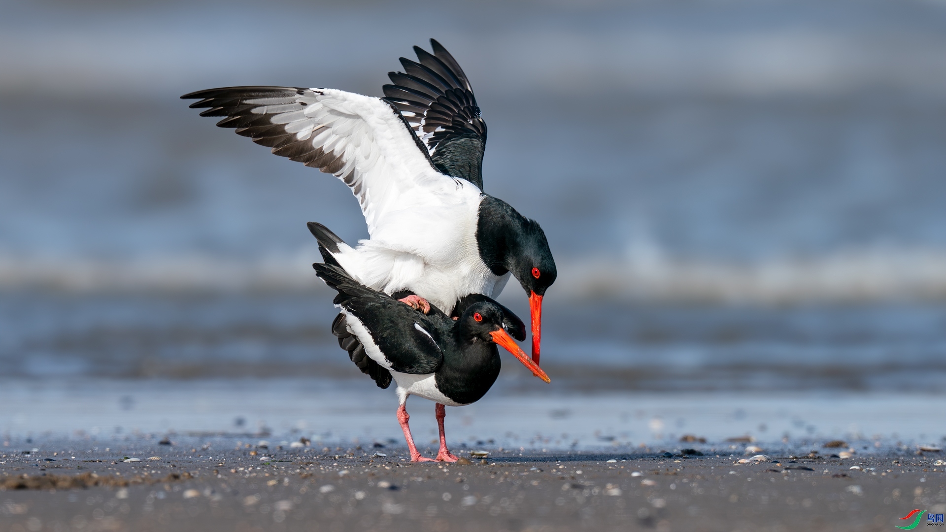 4.14����������ʦ��Ʒ   ��̲֮�� ��ף���ٻ����������.jpg