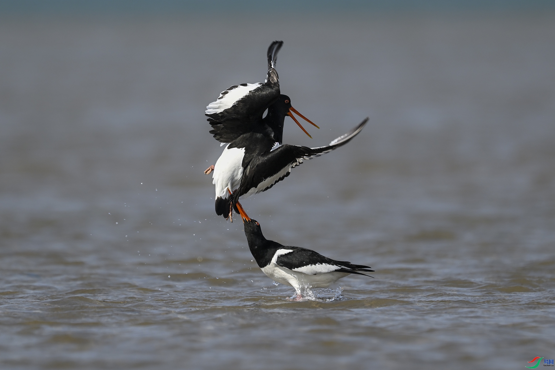 4.15��������ʦ��Ʒ   ���ֲ����о� ��ף���ٻ���Ӱʦ������.jpg