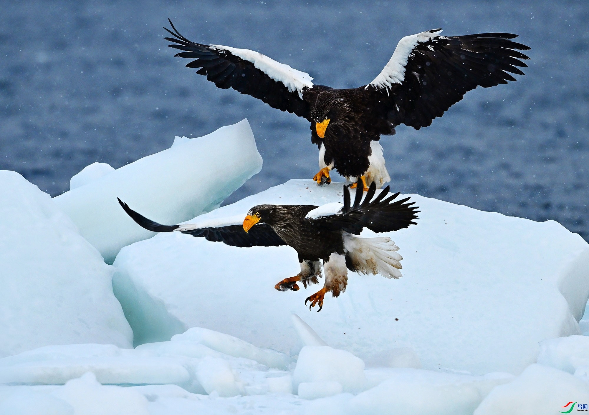 4.16��Ϲ������ʦ��Ʒ  ˫�� ��ף���ٻ���Ӱʦ������.jpg