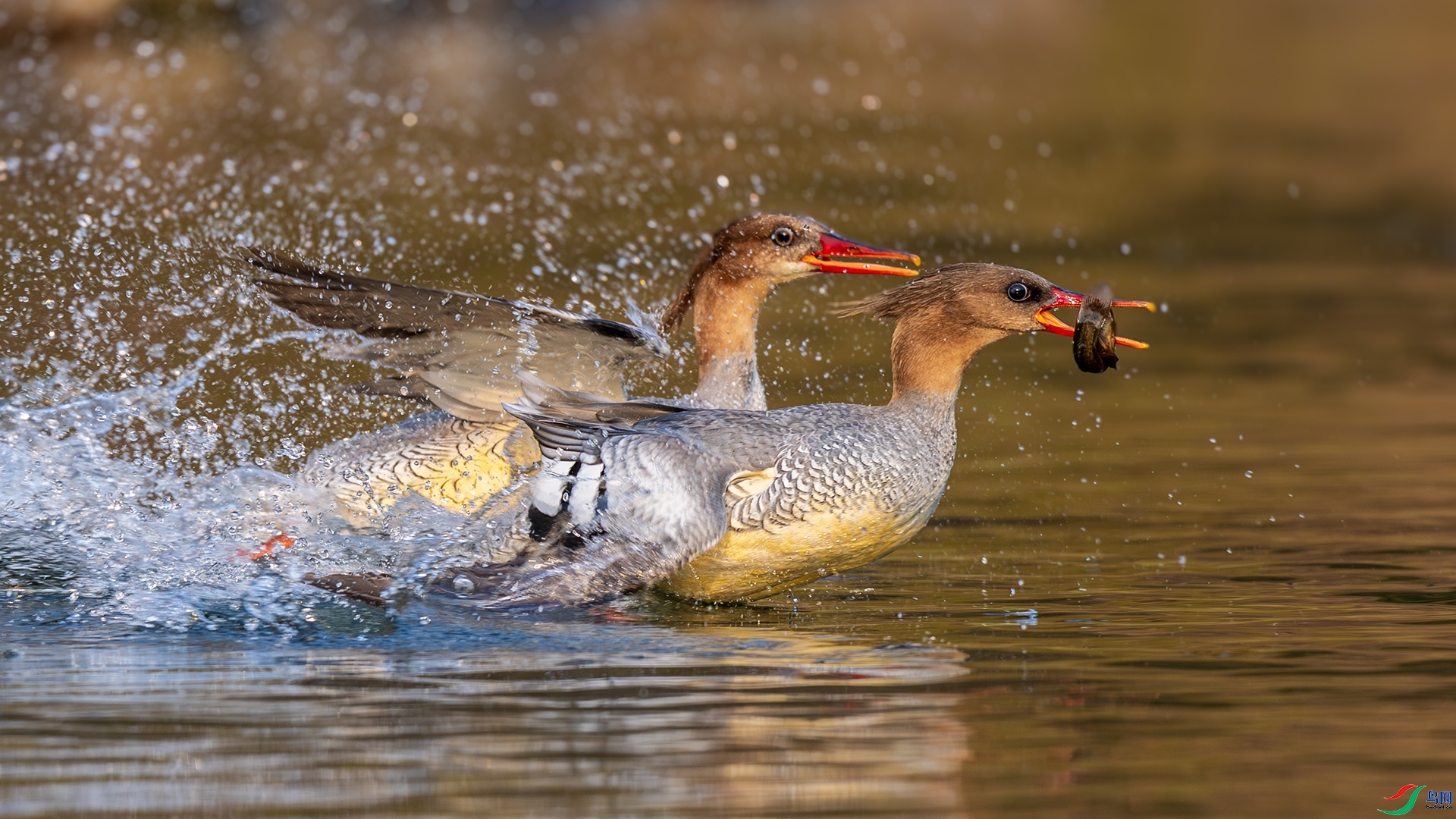 4.18��ɽ֮ʯ��ʦ��Ʒ   �� ��ף���ٻ���Ӱʦ������.jpg