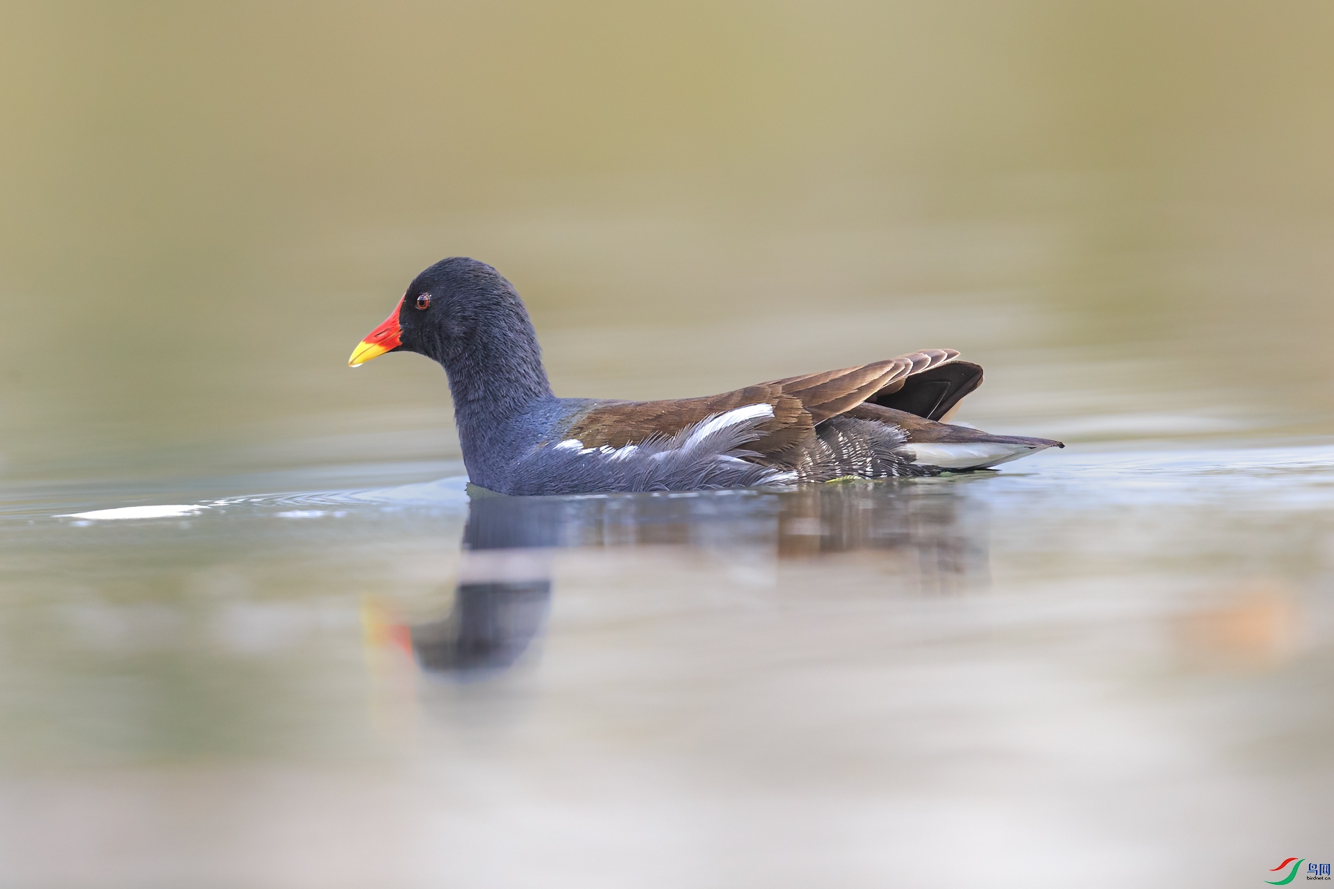 ��ˮ��_J1R0275.jpg