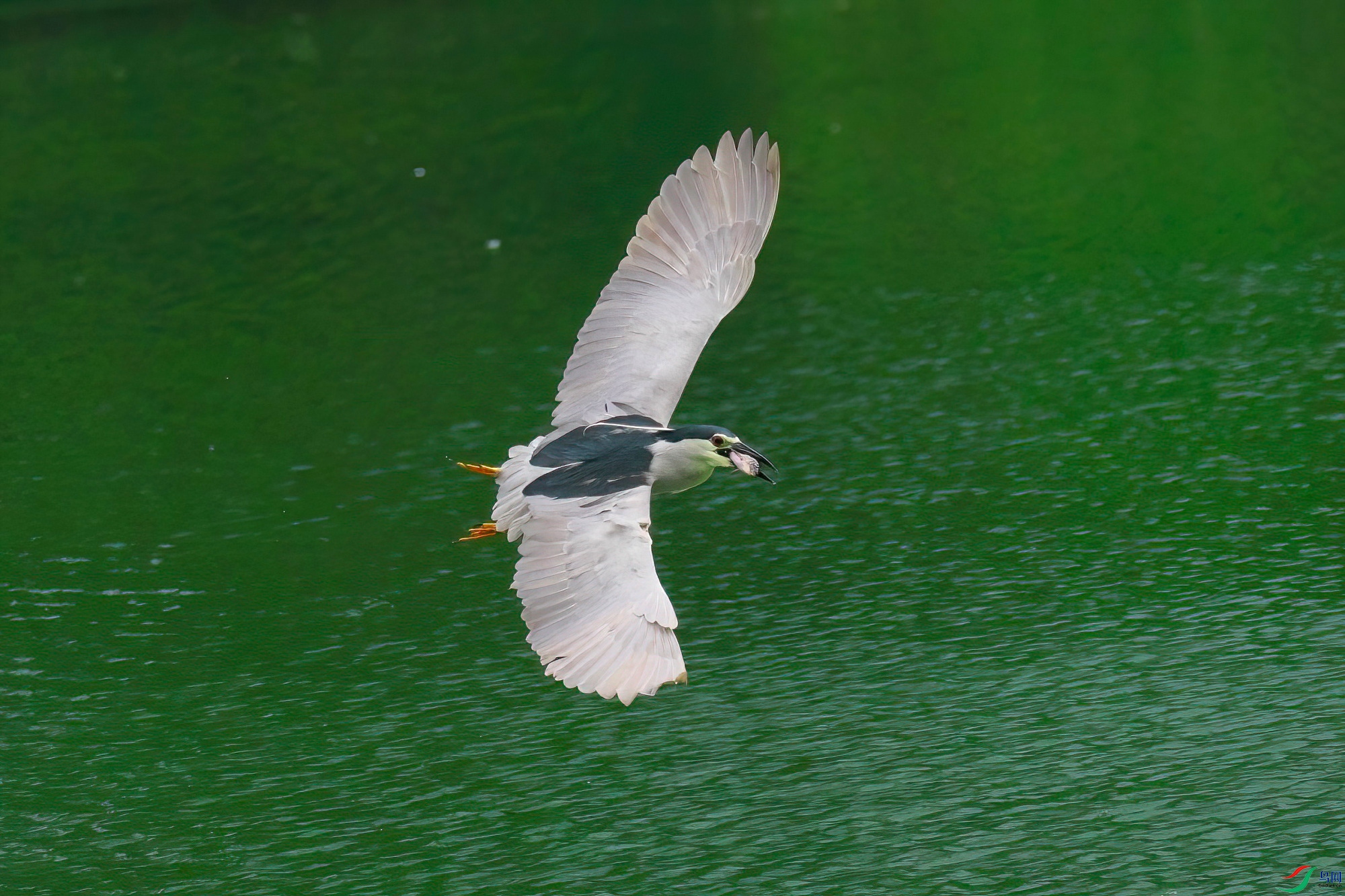 DSCF2129-Dsn.JPG