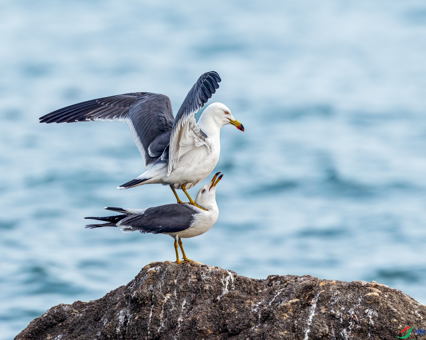 4.19���ר��ʦ��Ʒ   ��ʯ�ϵİ�һһ��βŸ ��ף���ٻ���Ӱʦ������.jpg