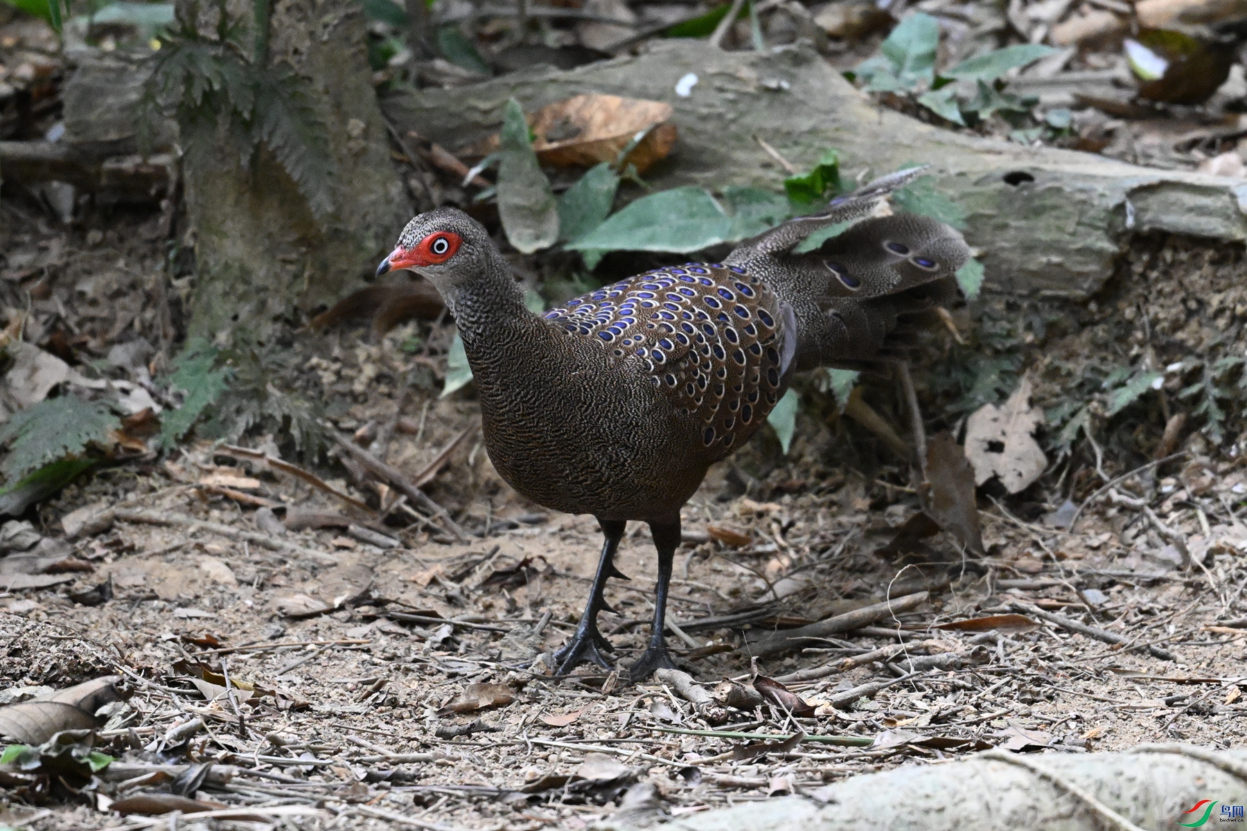 DSC_7543.JPG