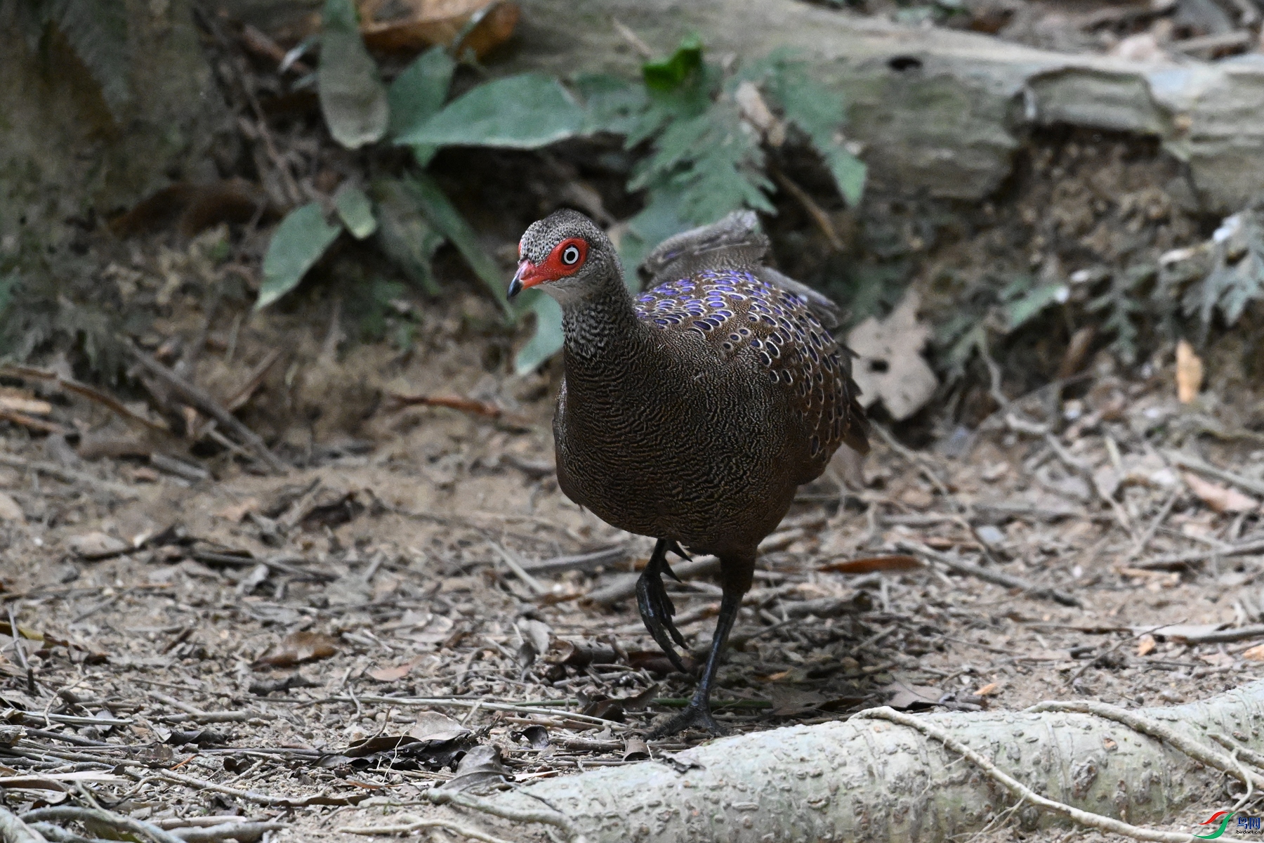 DSC_7546.JPG