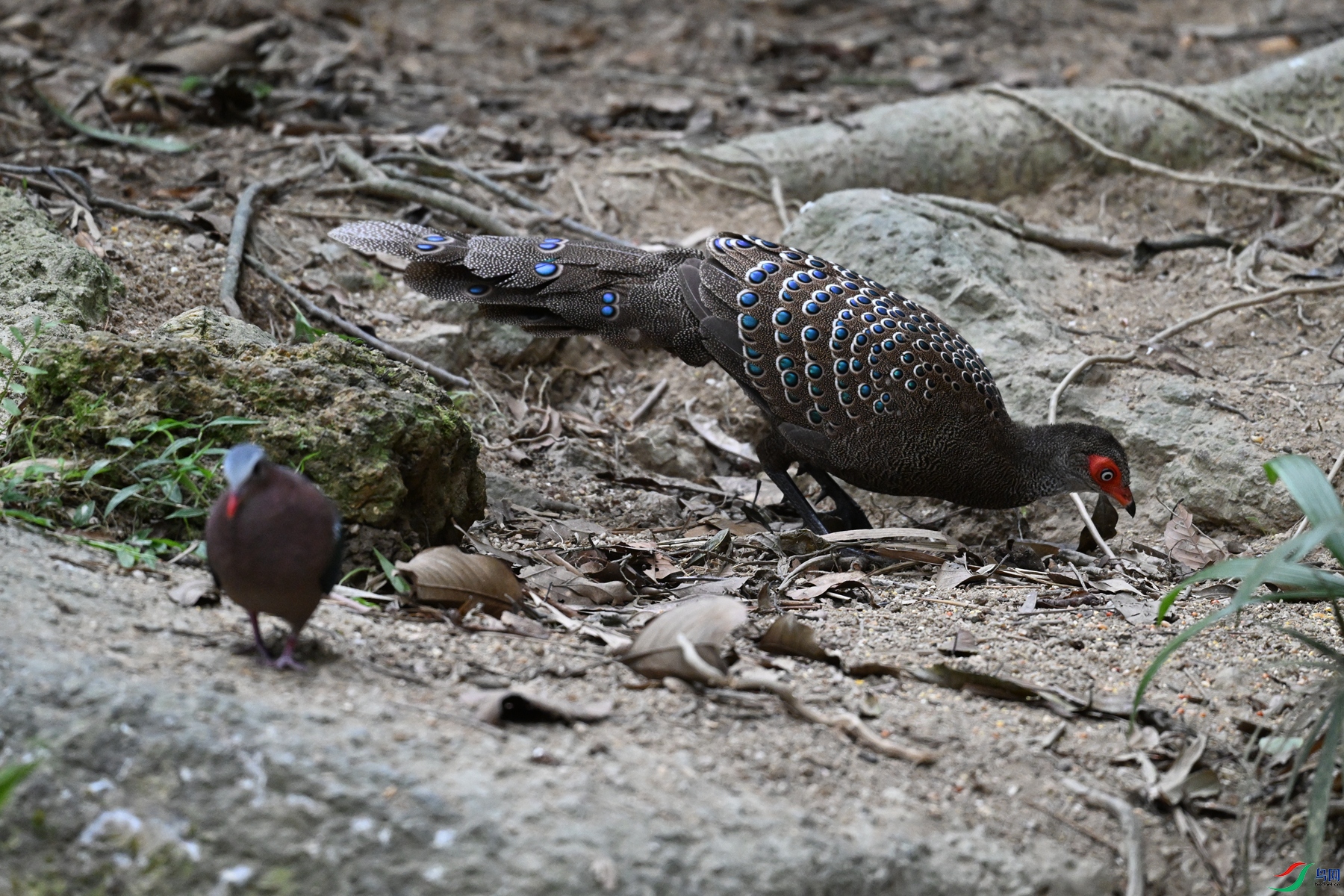 DSC_7553.JPG