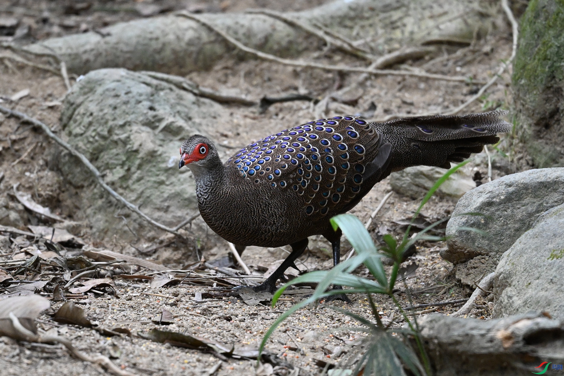 DSC_7559.JPG