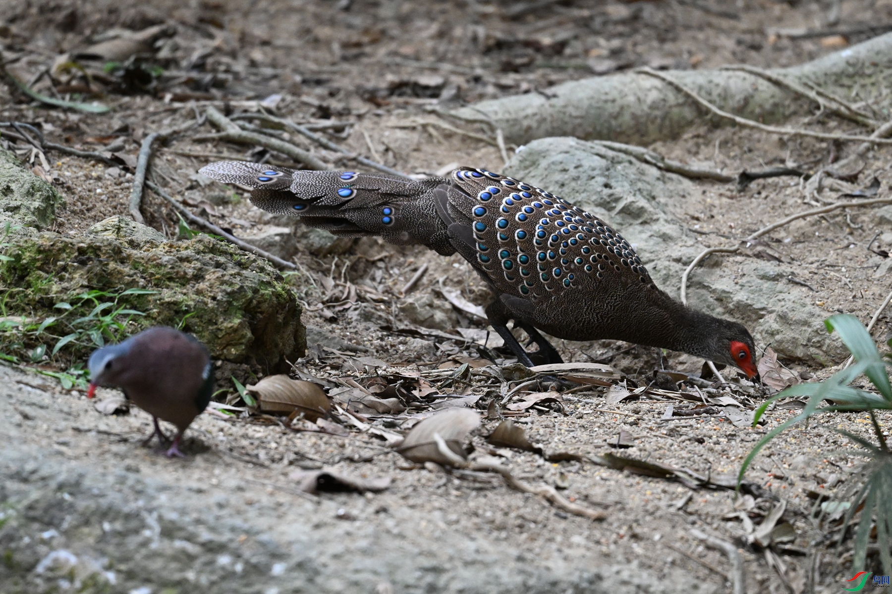 DSC_7554.JPG