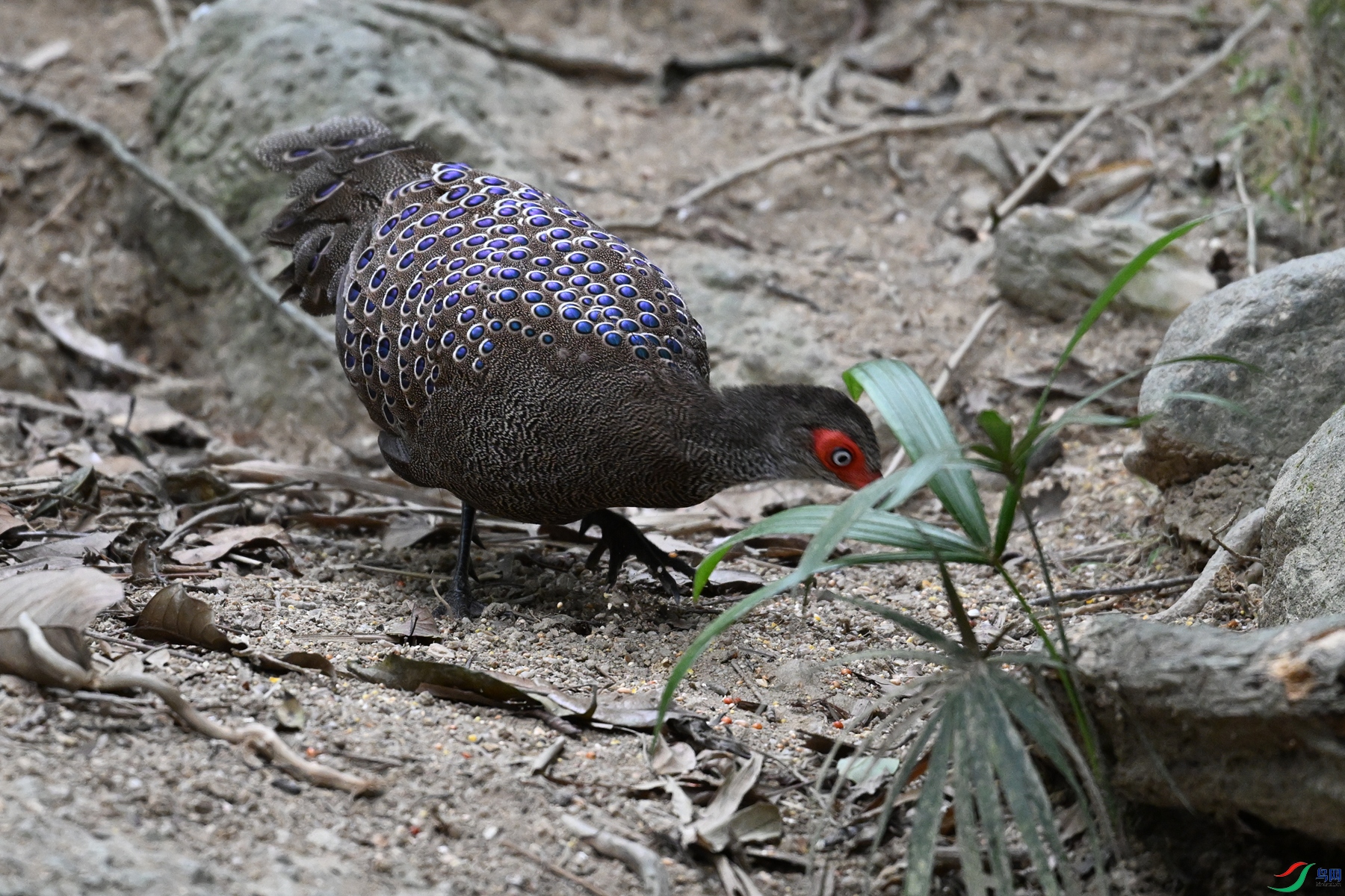 DSC_7562.JPG