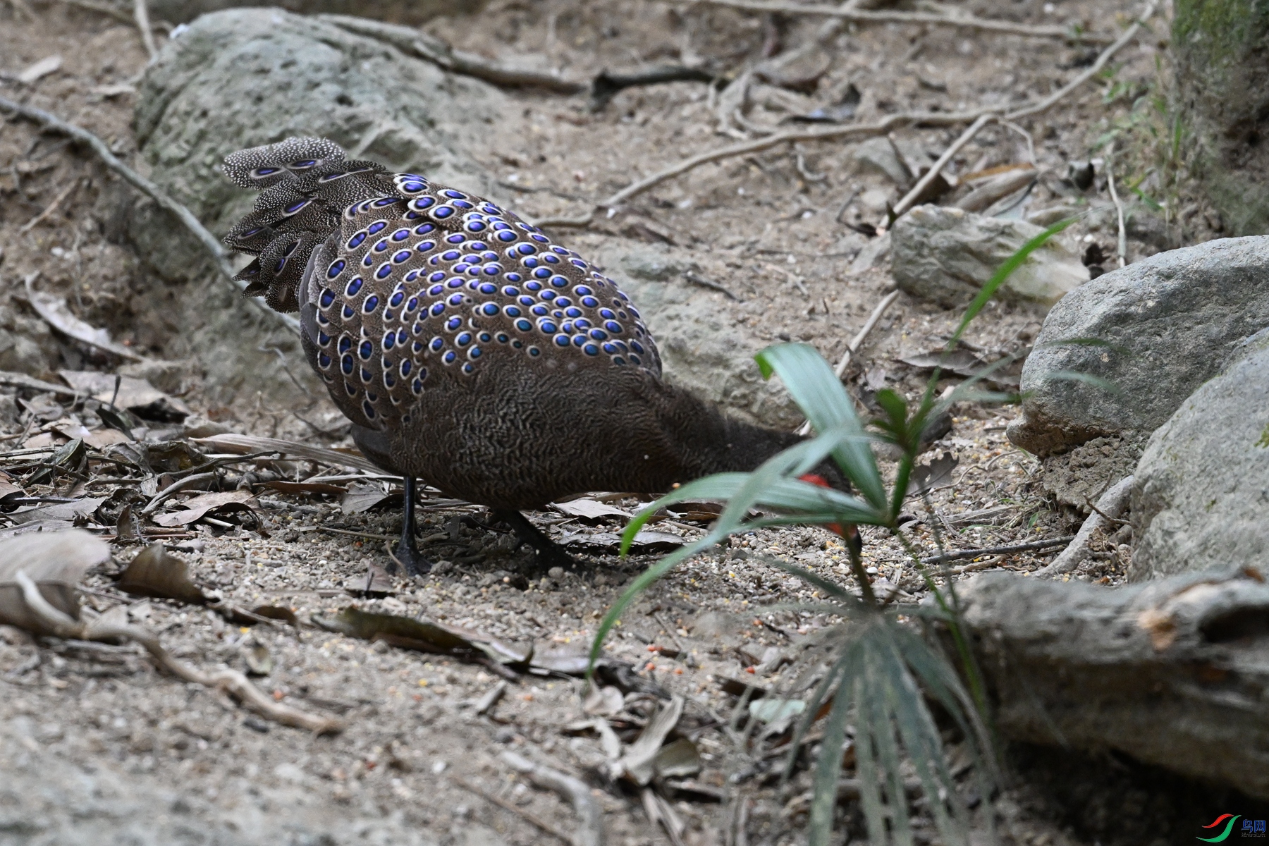DSC_7563.JPG