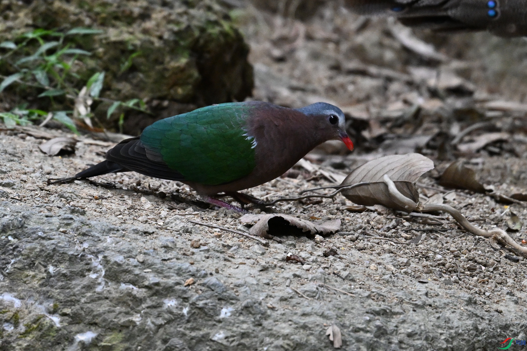 DSC_7565.JPG