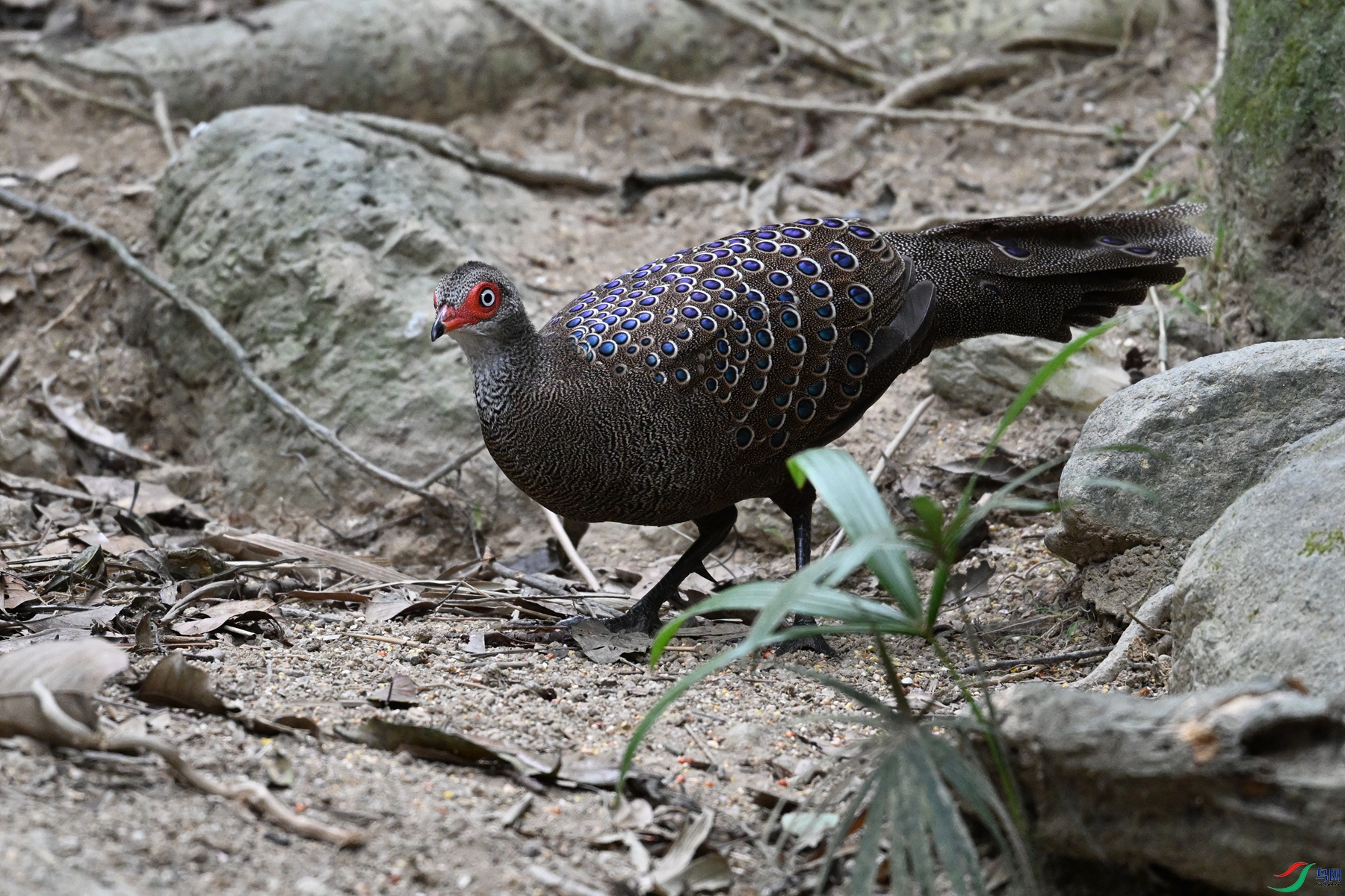 DSC_7561.JPG