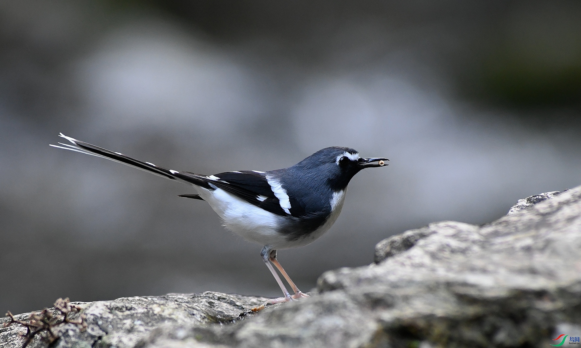 DSC_1550.jpg