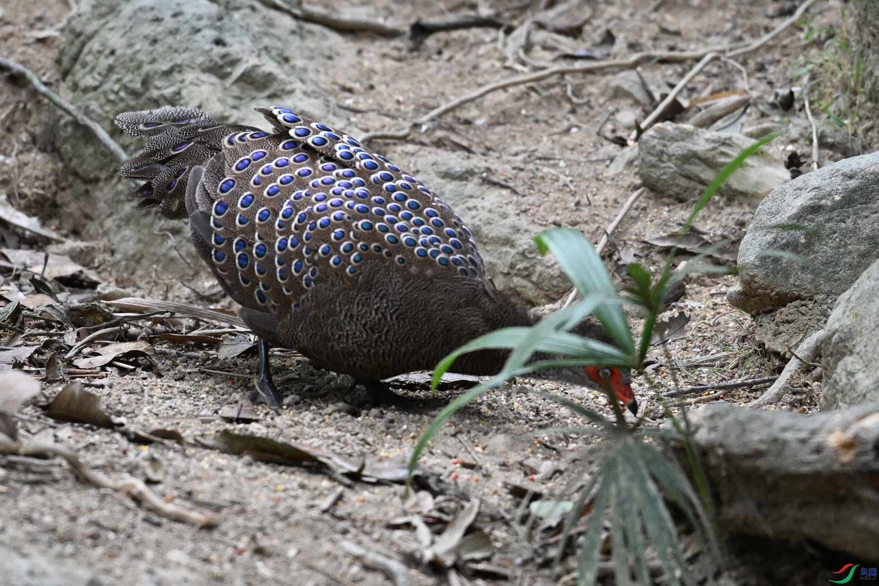 DSC_7564.JPG