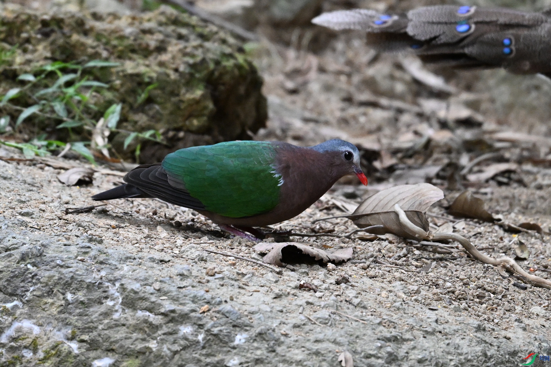 DSC_7567.JPG