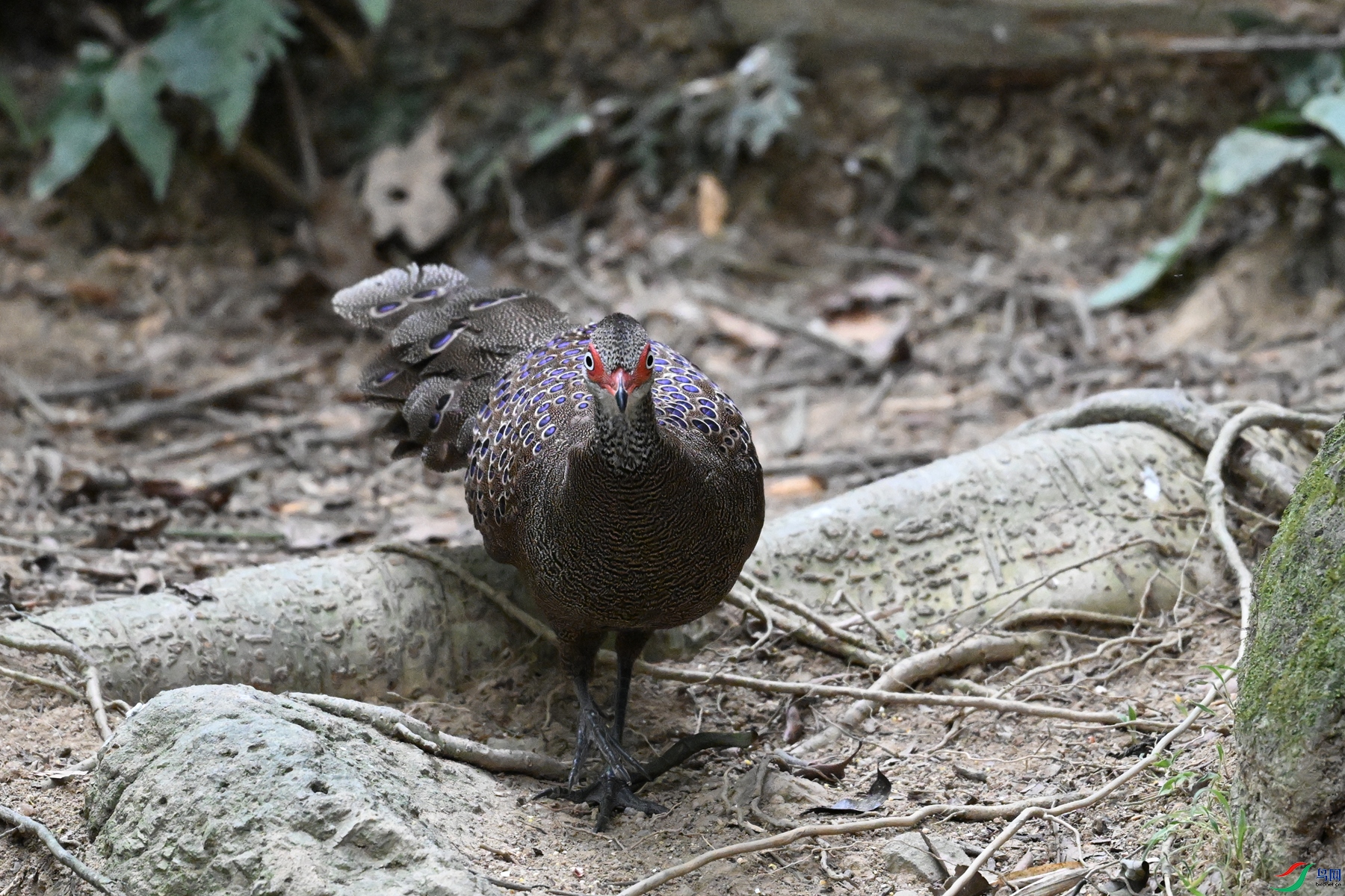 DSC_7593.JPG