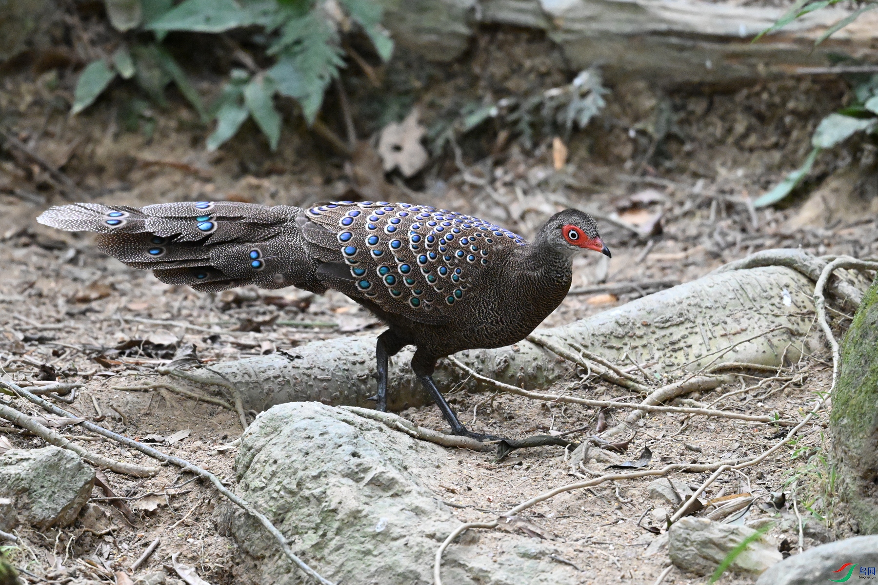 DSC_7590.JPG