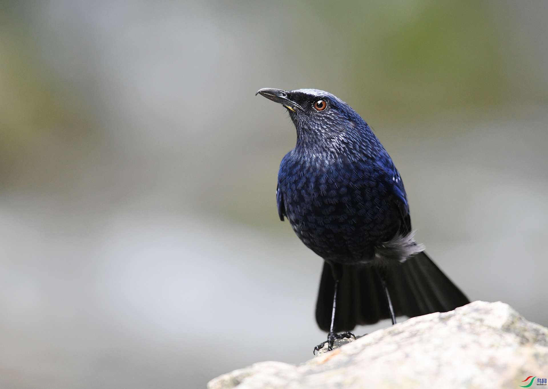 DSC_4243.jpg