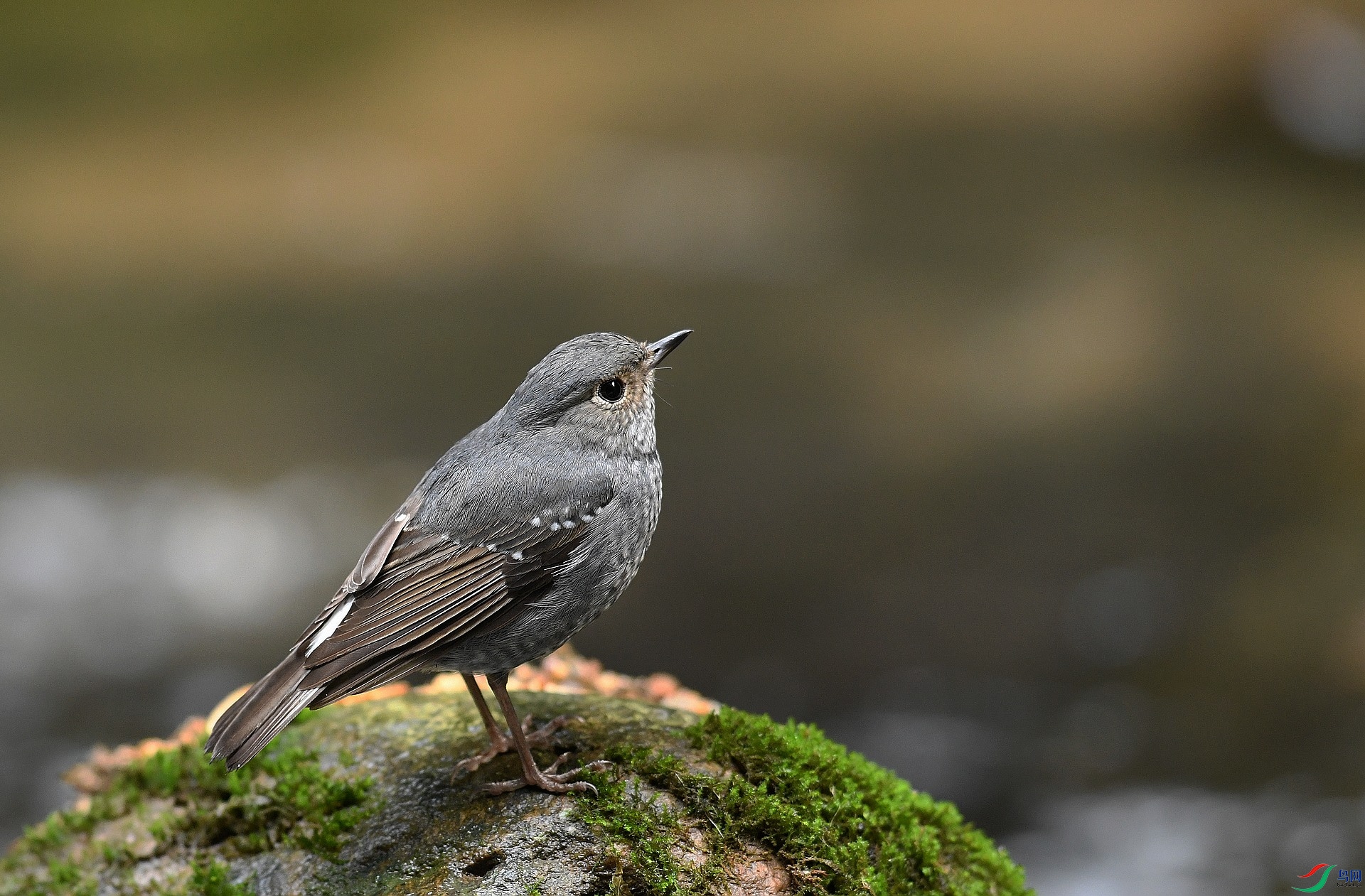 DSC_6590.jpg