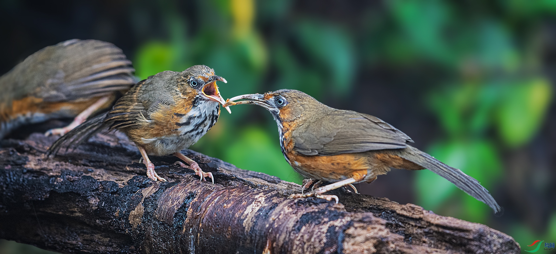 ż��С��ιʳ