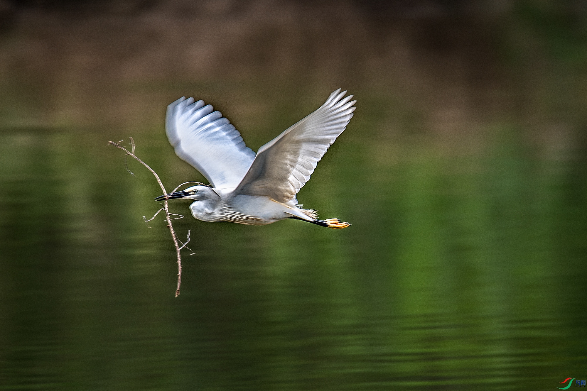 DSC_4518aa.jpg
