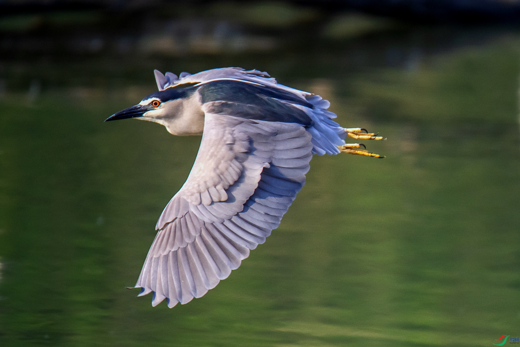 DSC_4343a.jpg