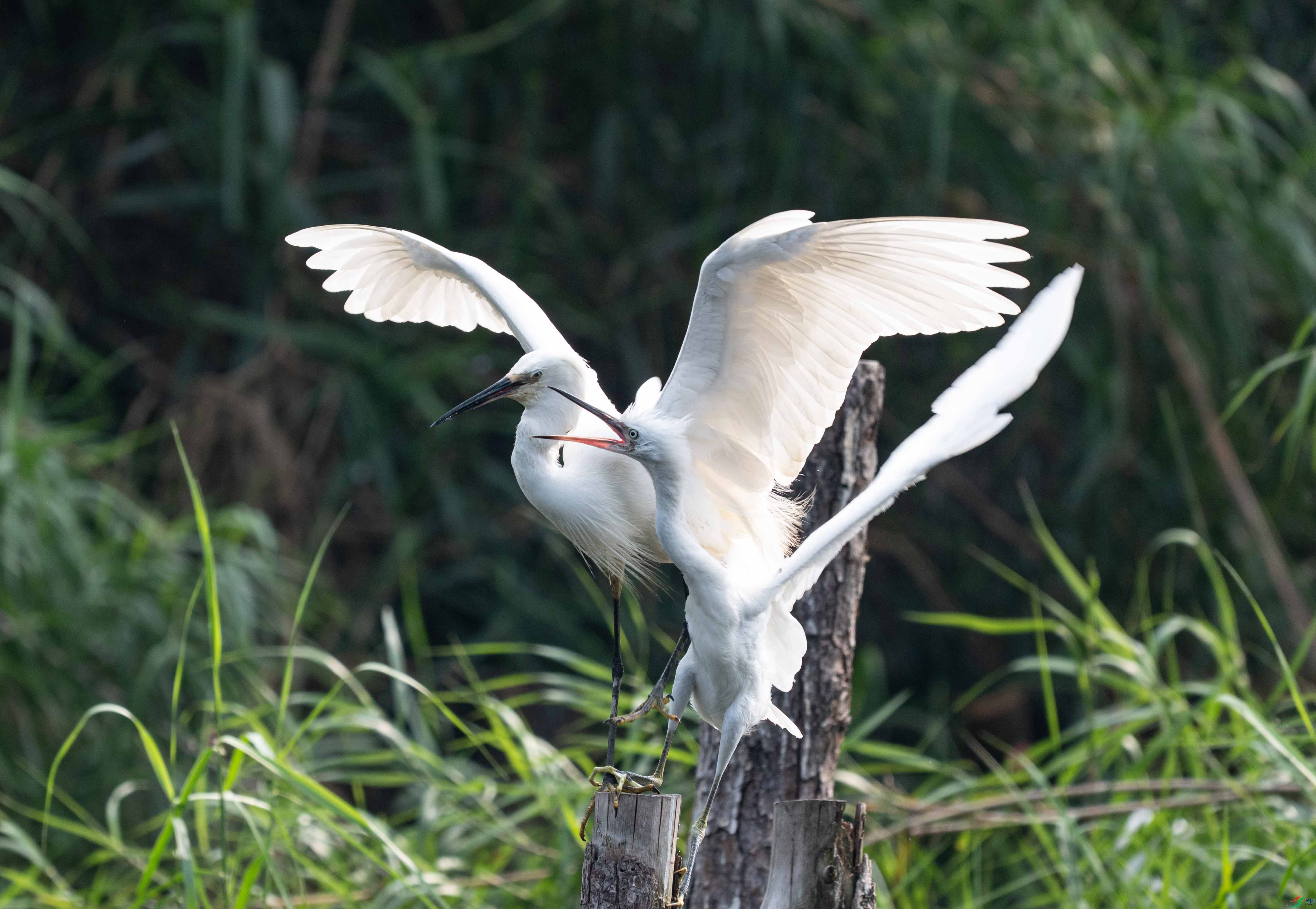 DSC_0920-2.jpg
