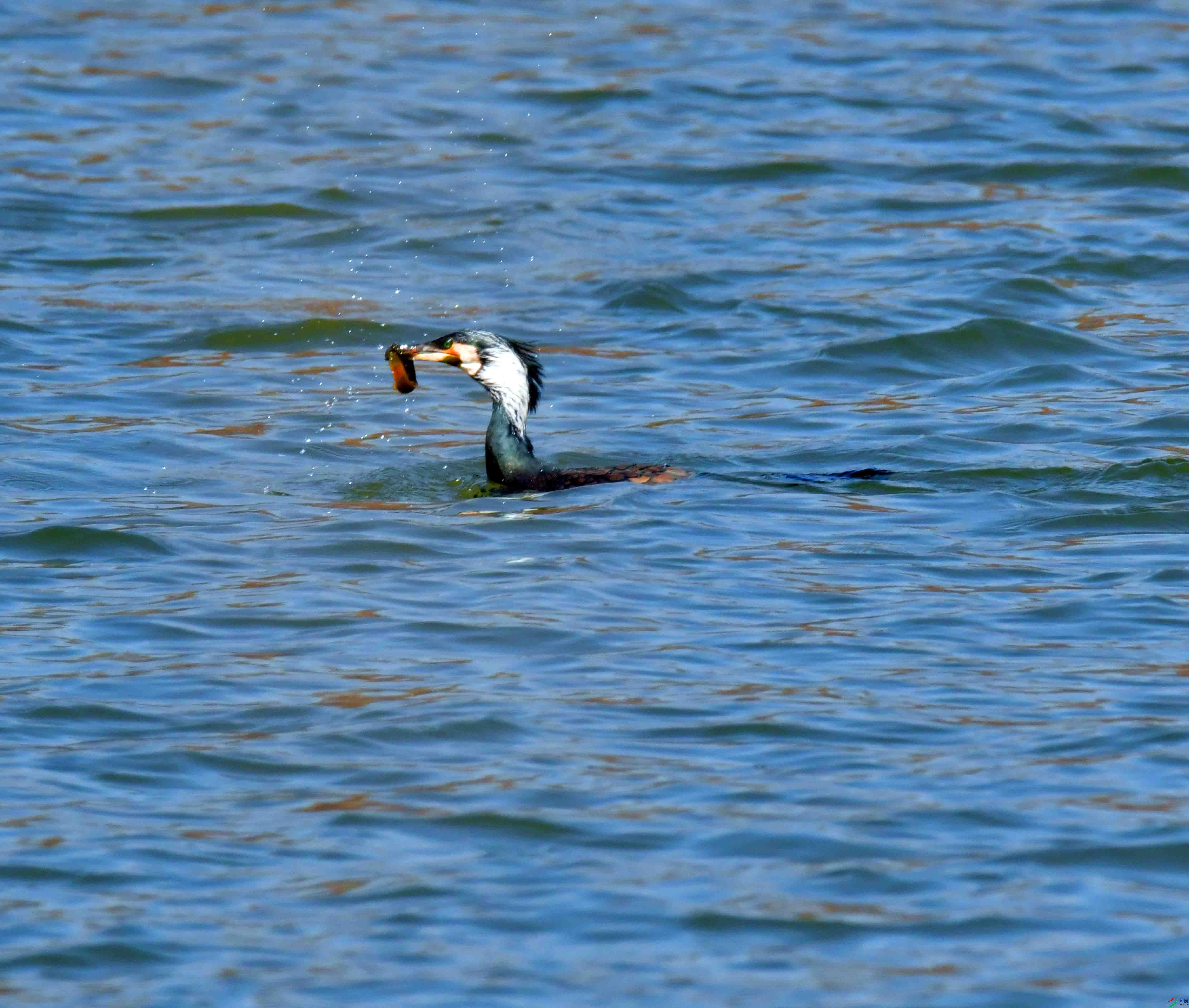 DSC_7136.JPG