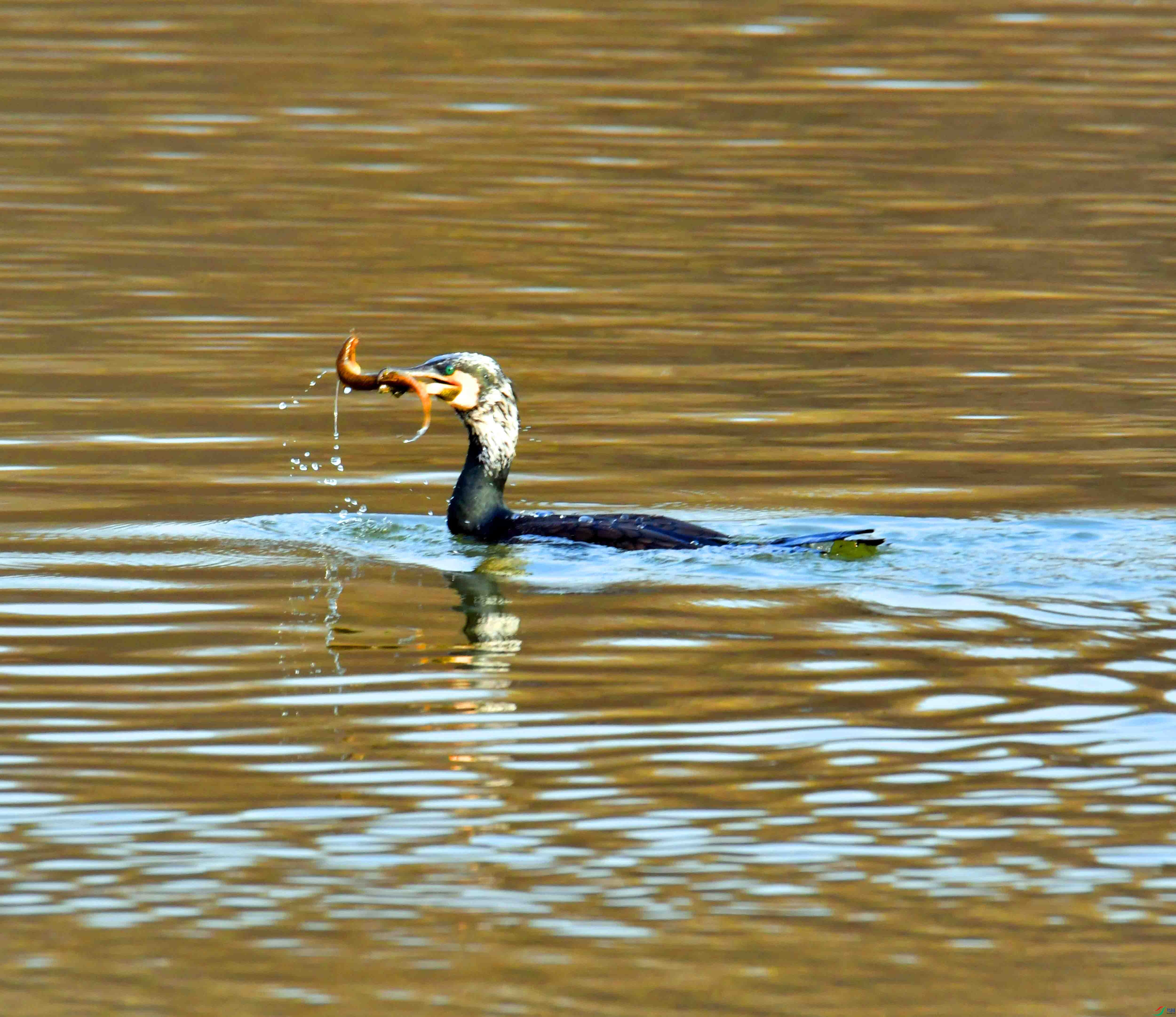 DSC_7568.JPG
