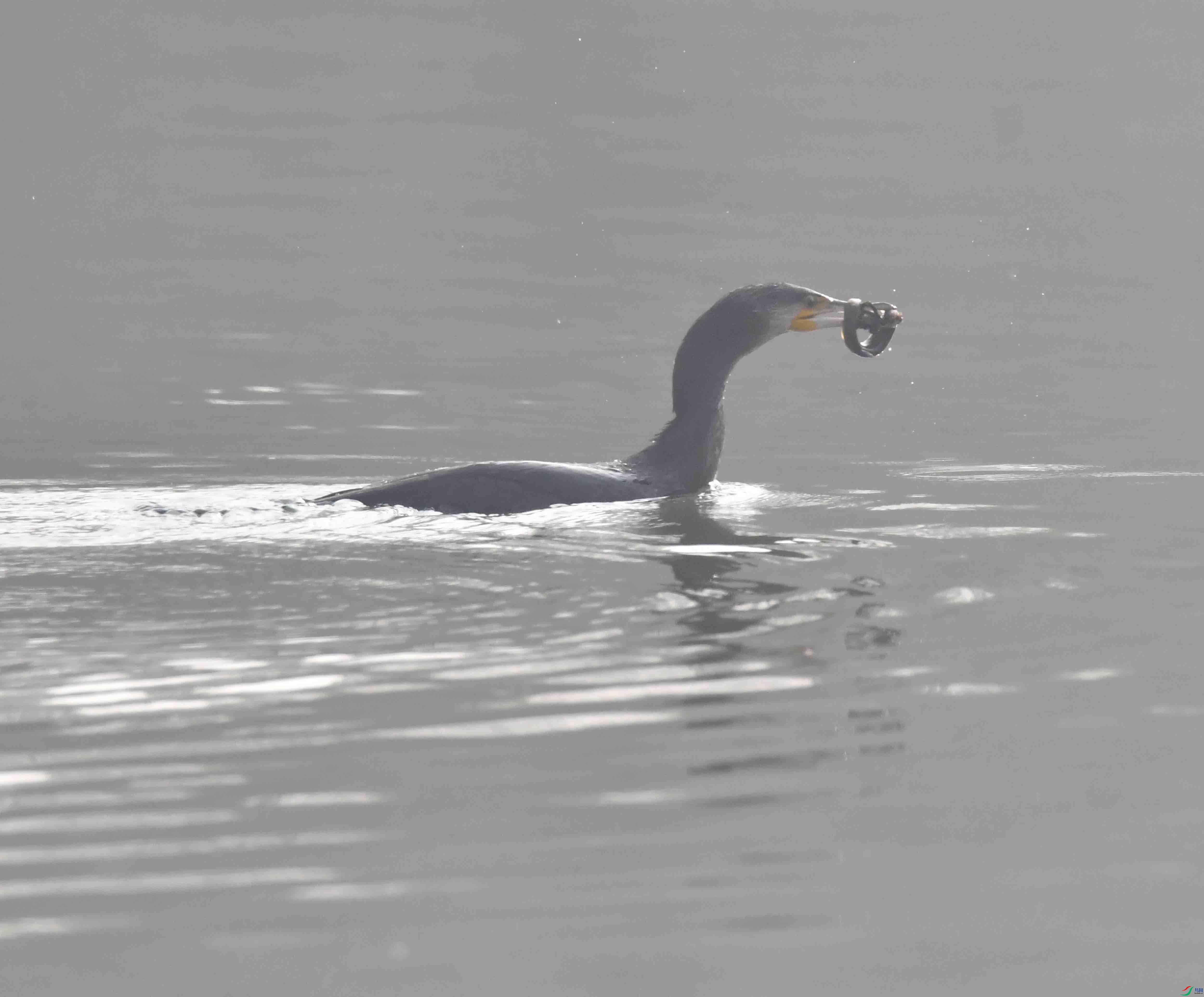 DSC_9337.JPG