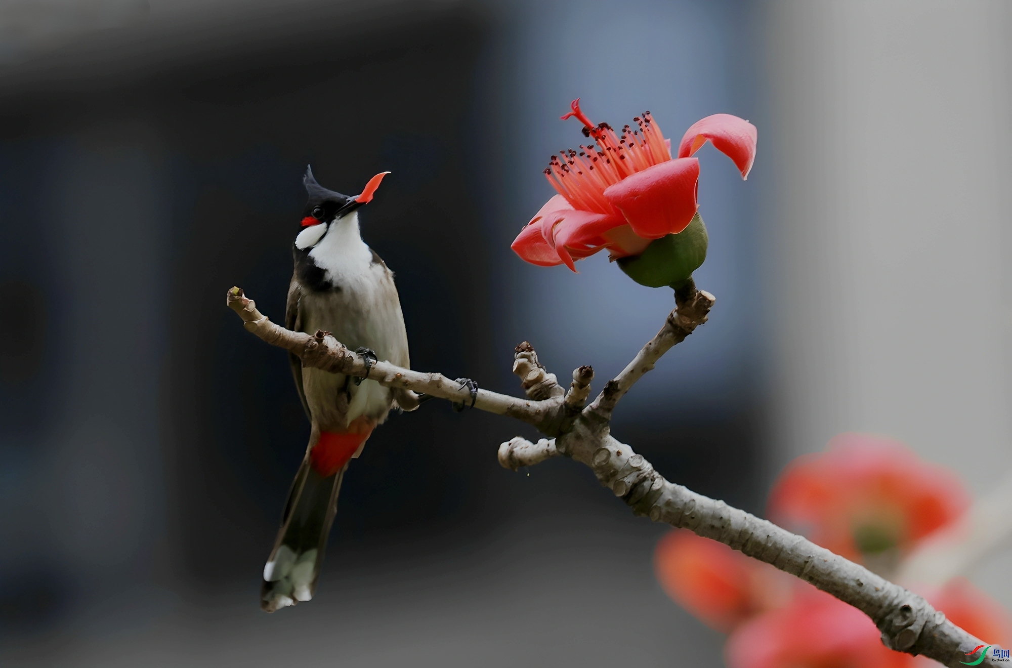 ���κ컨��