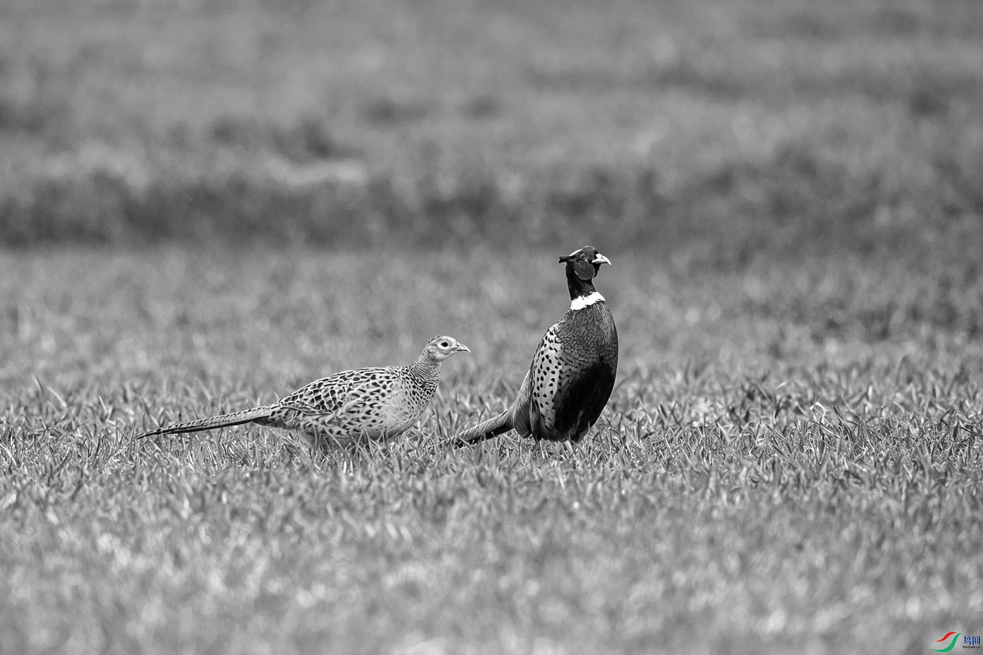 _DSC90060.jpg