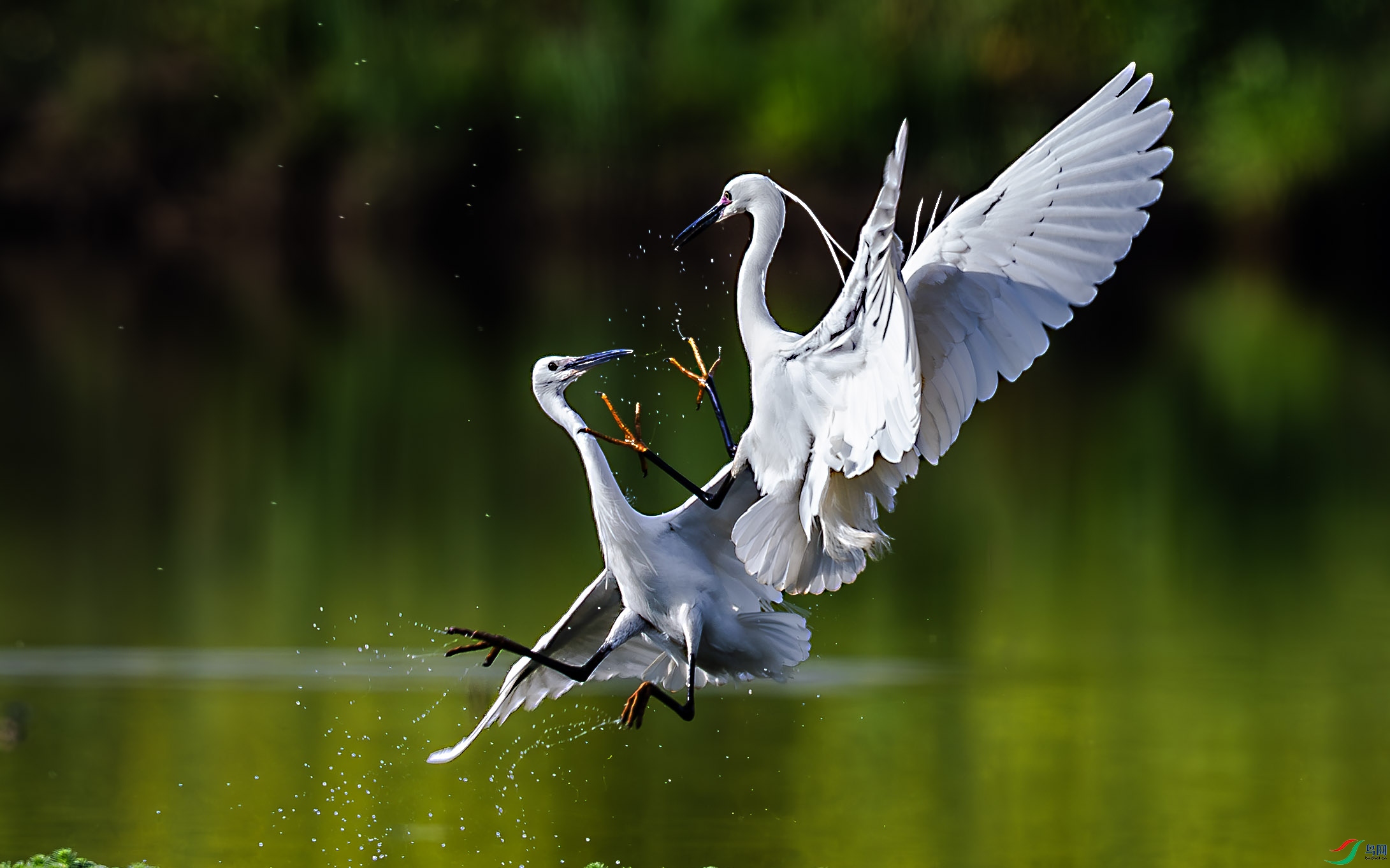 093A3234-����ǿ-NR-1 ����.jpg