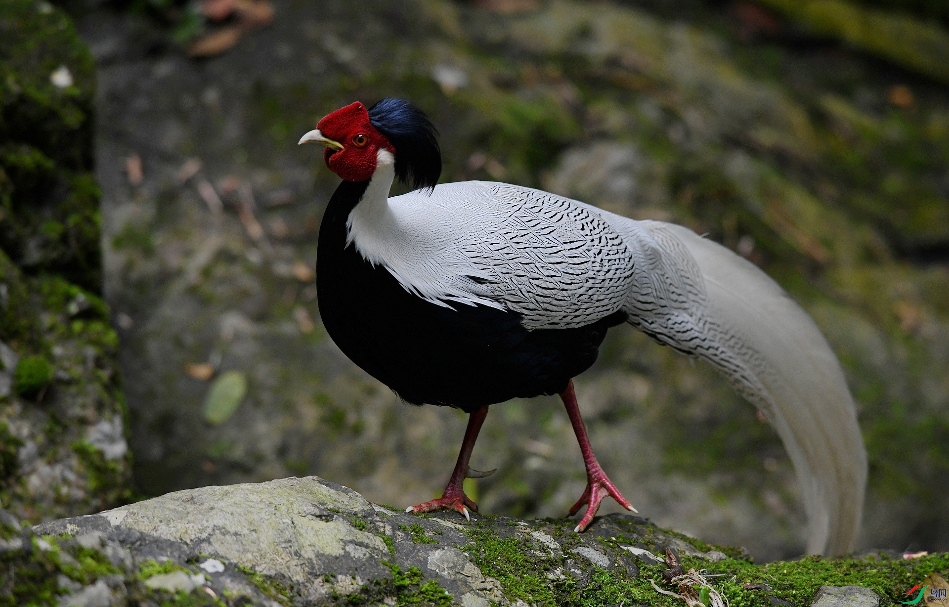 DSC_4126.jpg