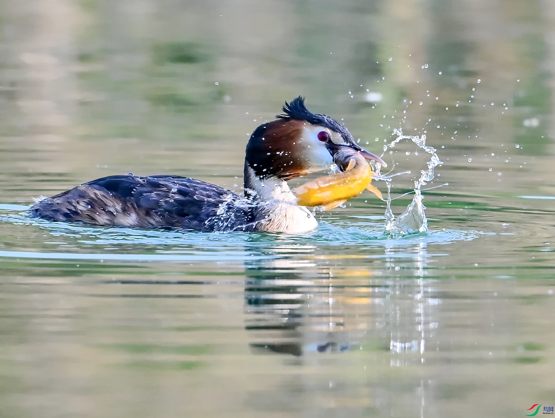 DSC_0184---_conew1.jpg