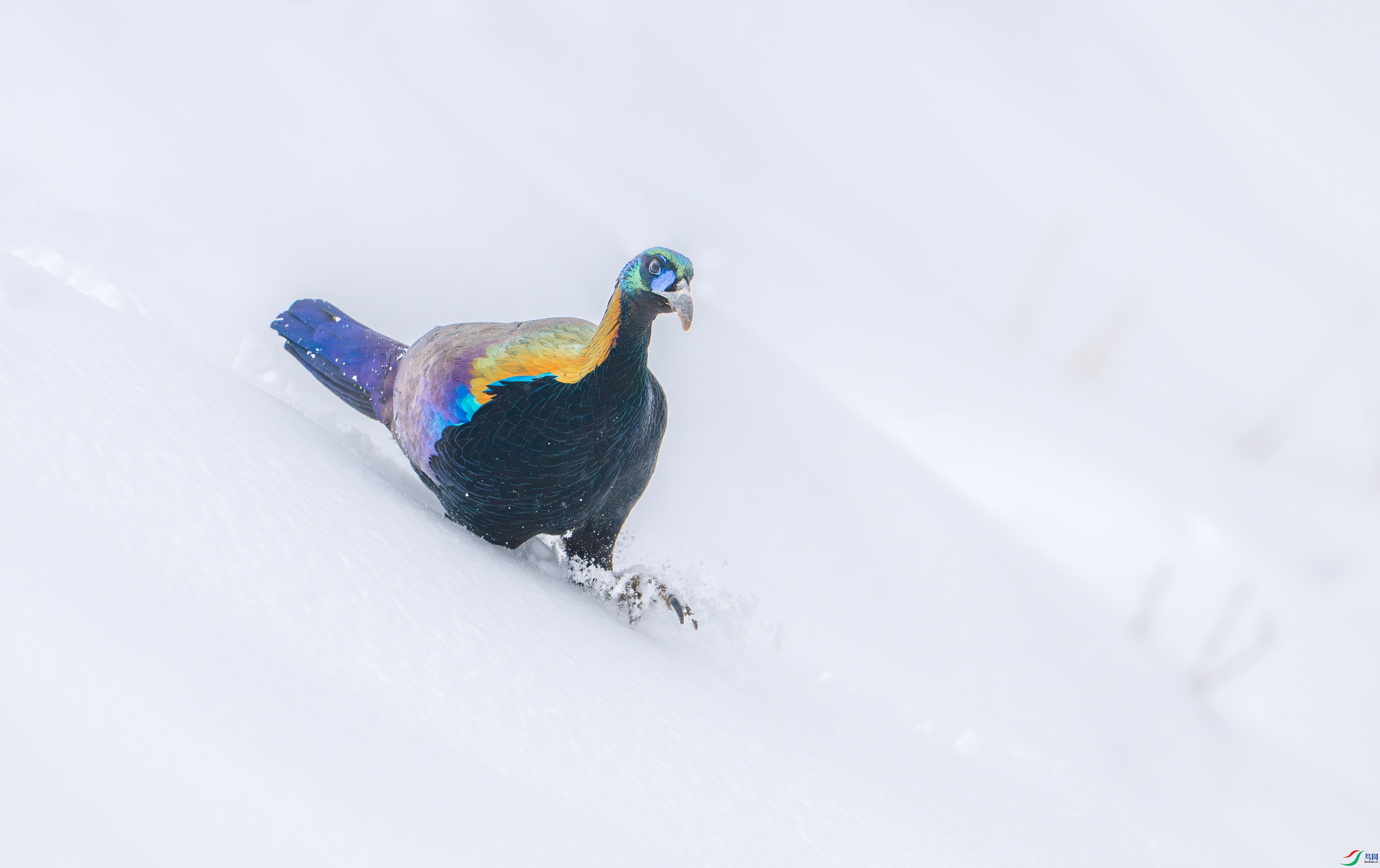 DSC_5261-11.jpg