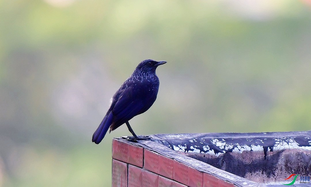 DSC_7758.JPG