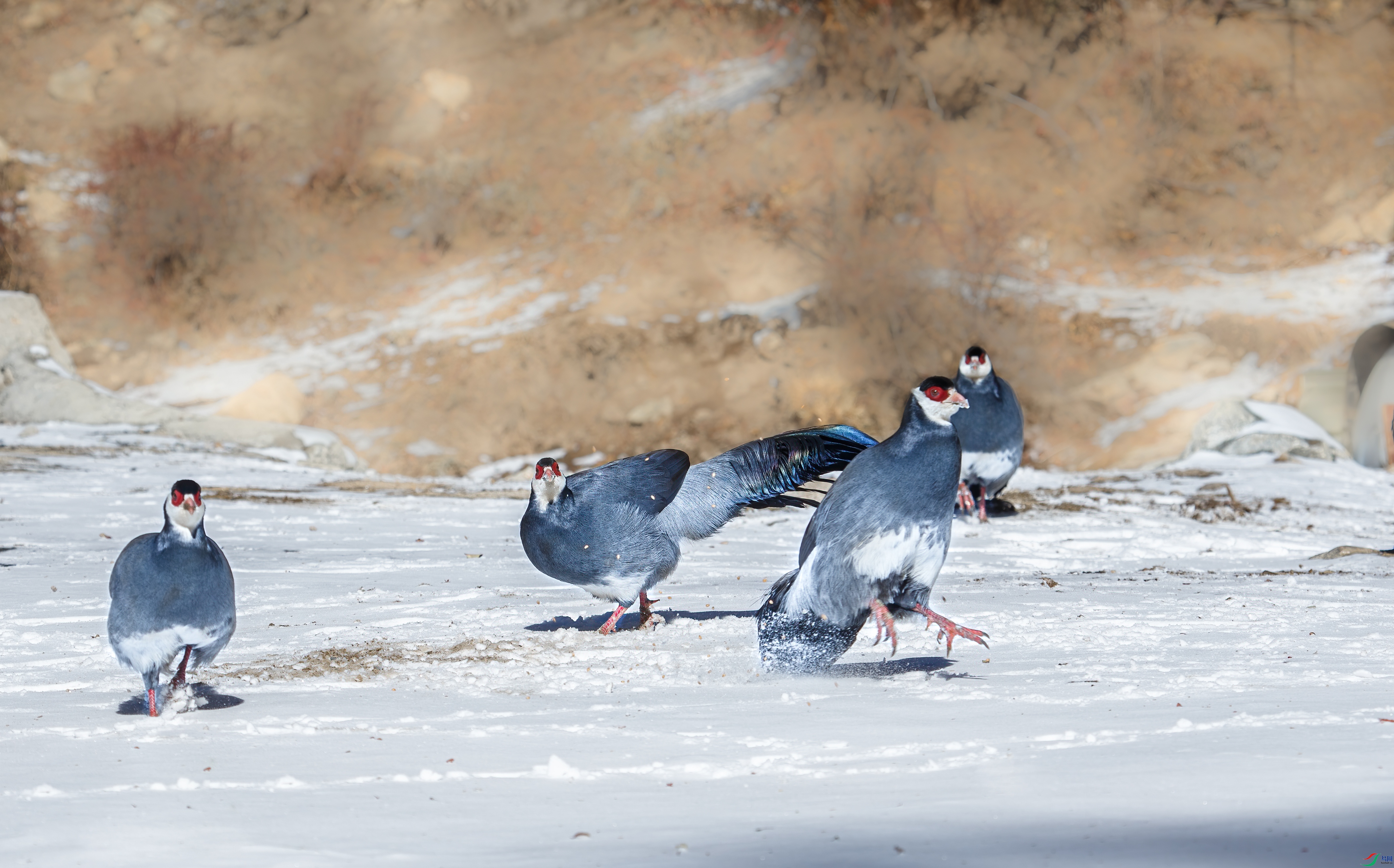 _J1R2973-1.jpg