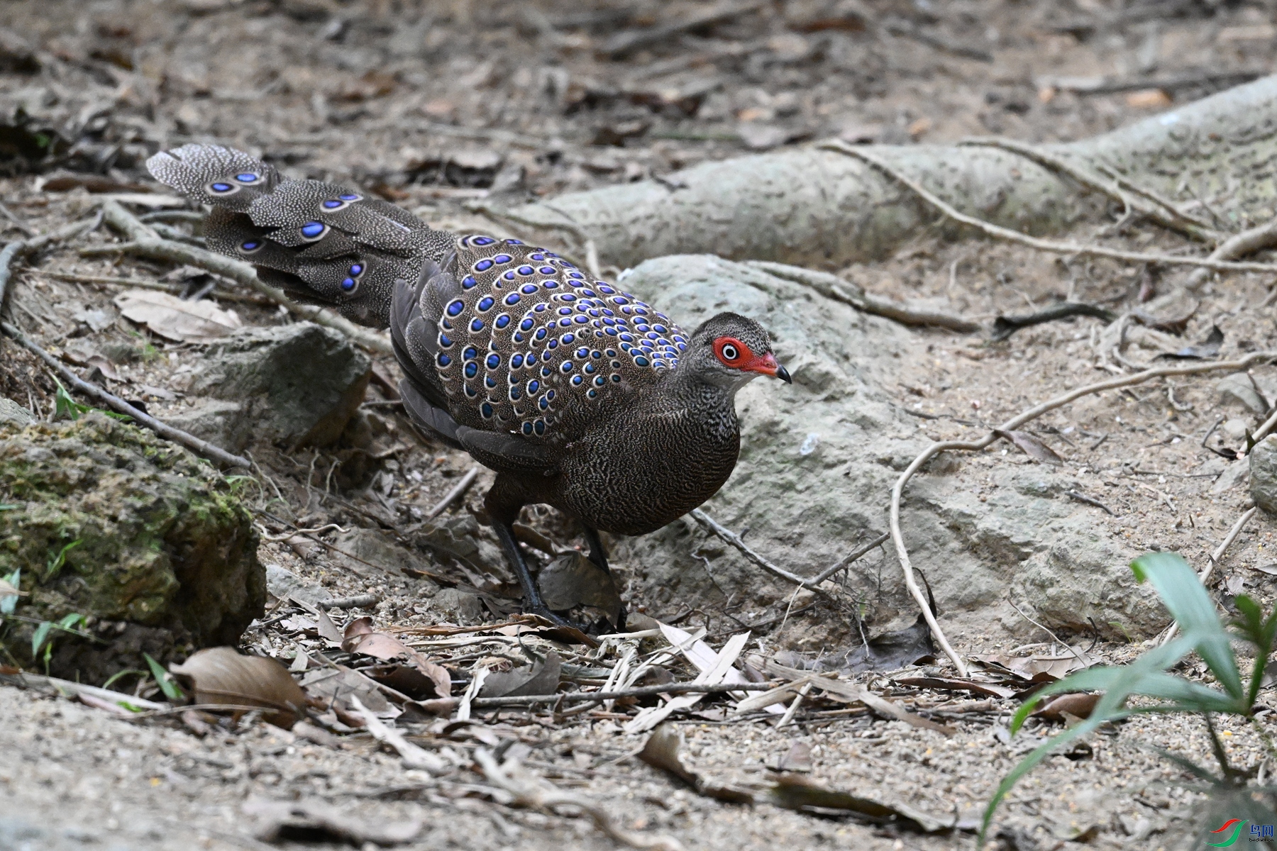 DSC_7597.JPG