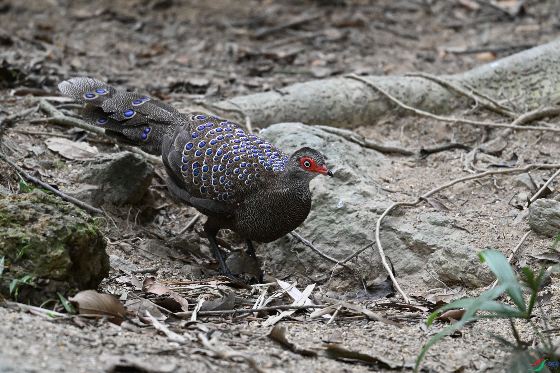 DSC_7599.JPG