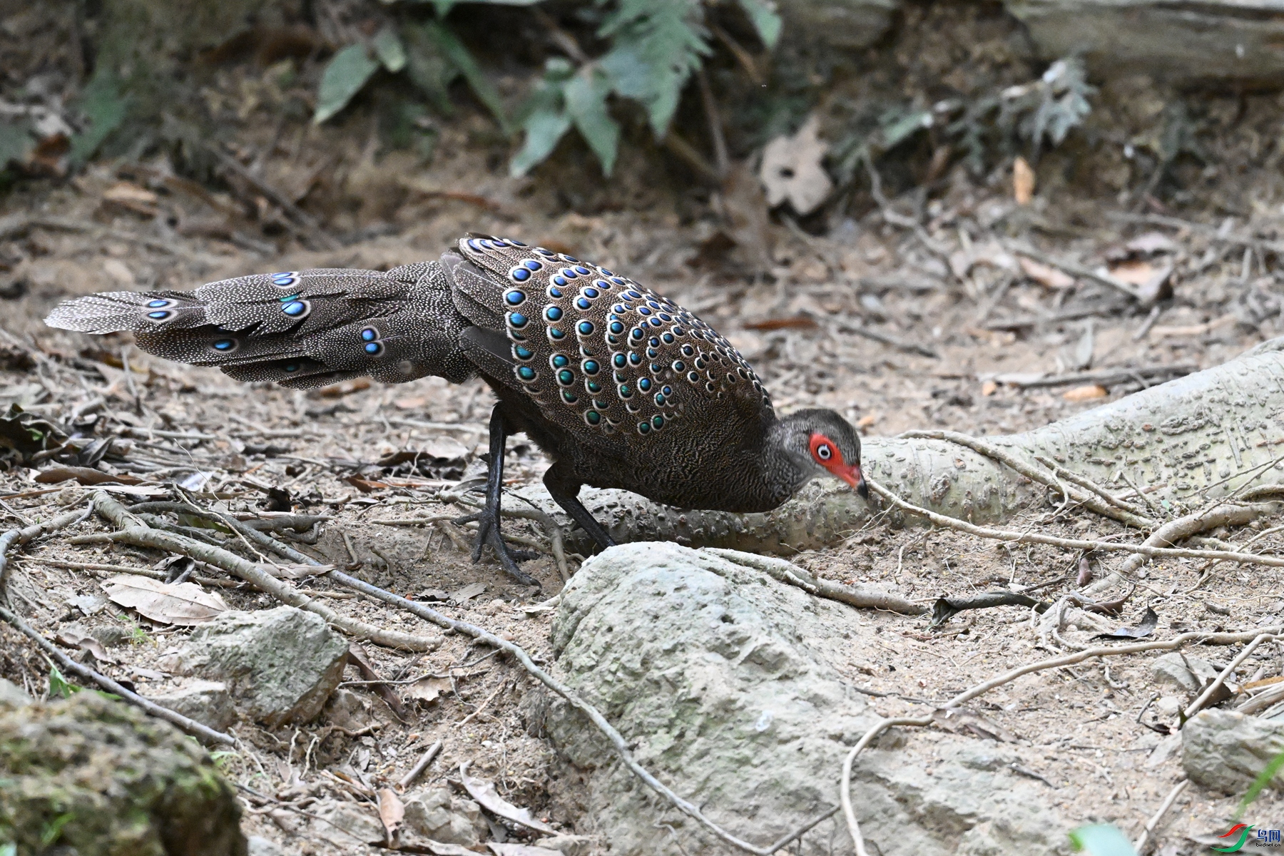 DSC_7586.JPG