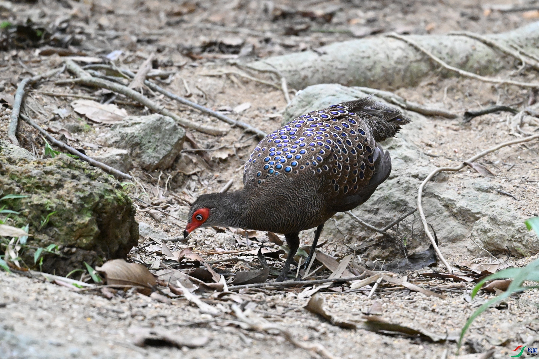 DSC_7602.JPG