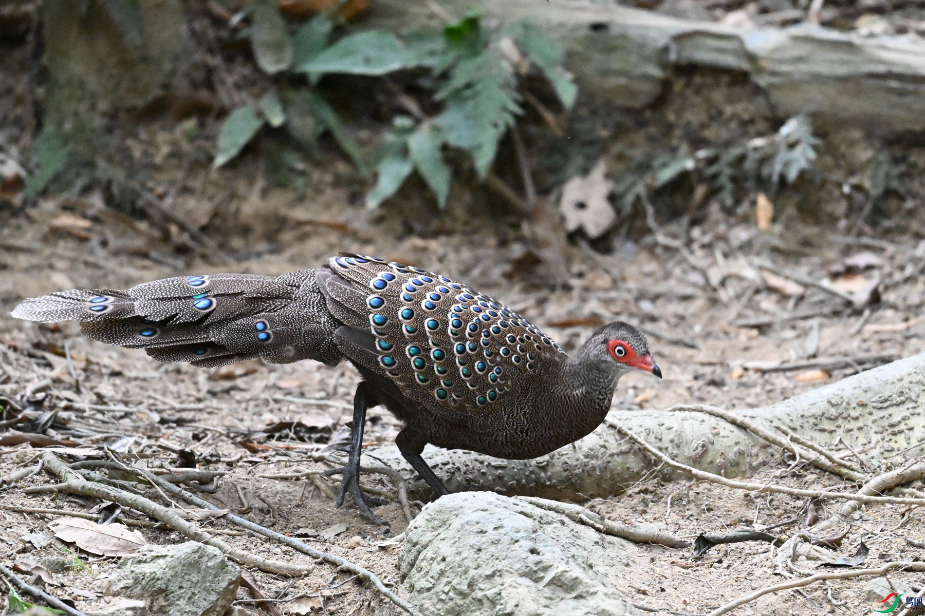 DSC_7587.JPG