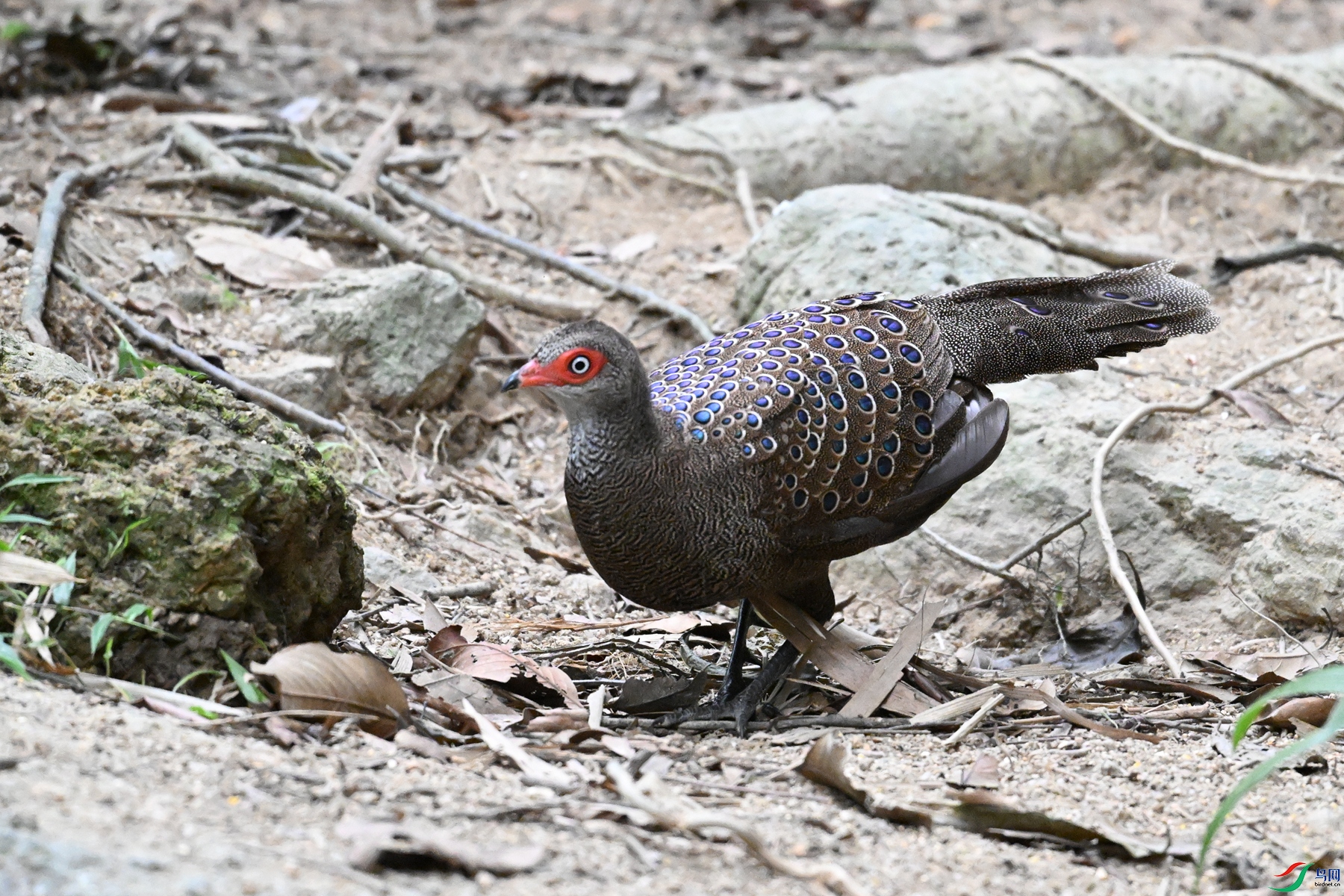 DSC_7605.JPG