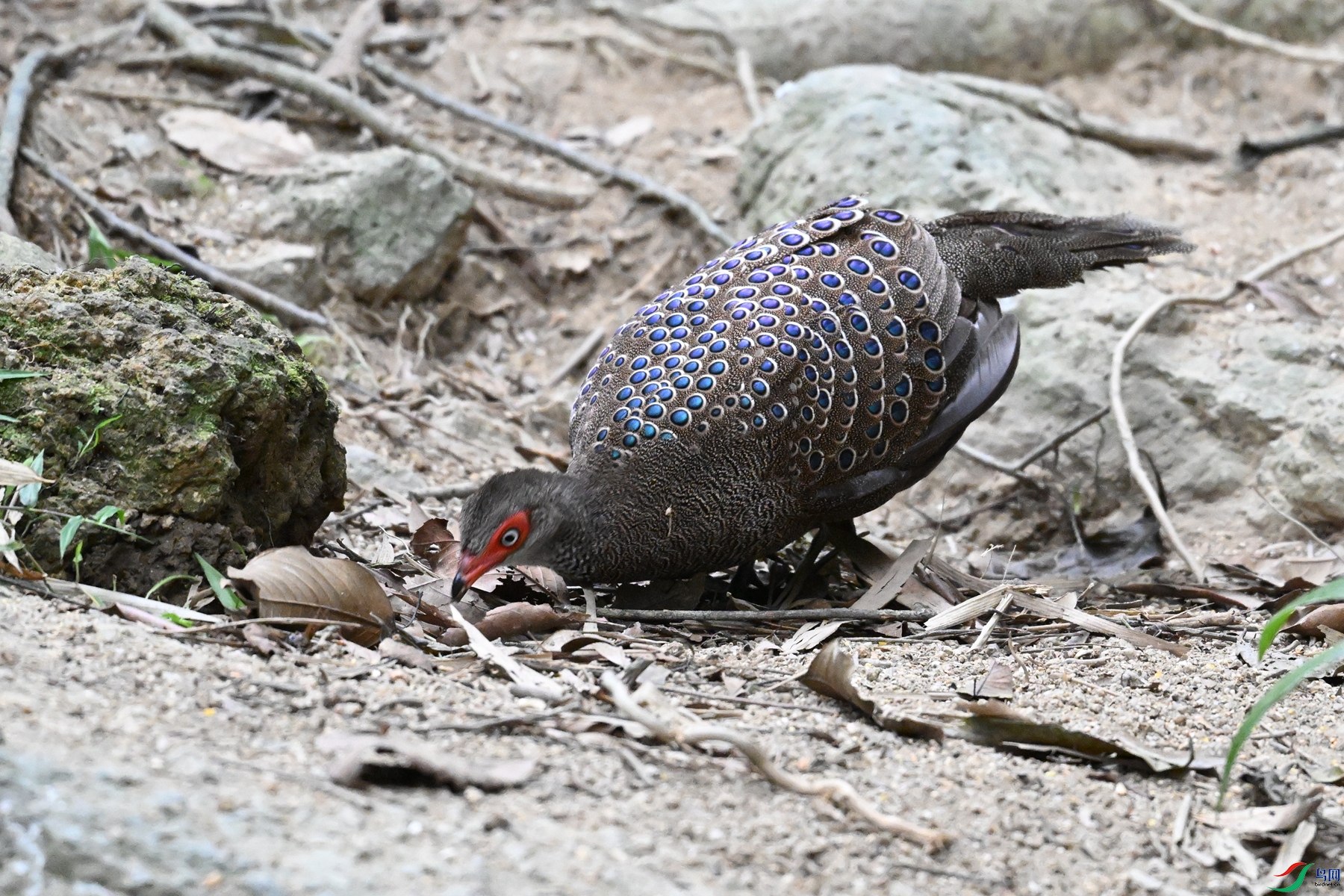 DSC_7603.JPG