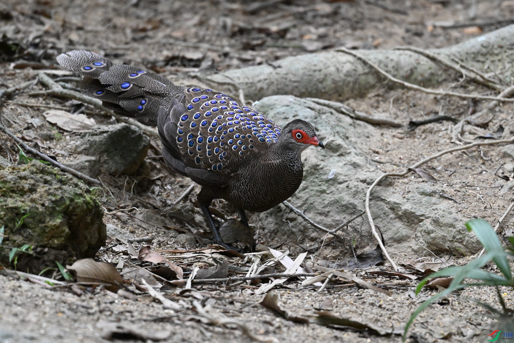 DSC_7598.JPG